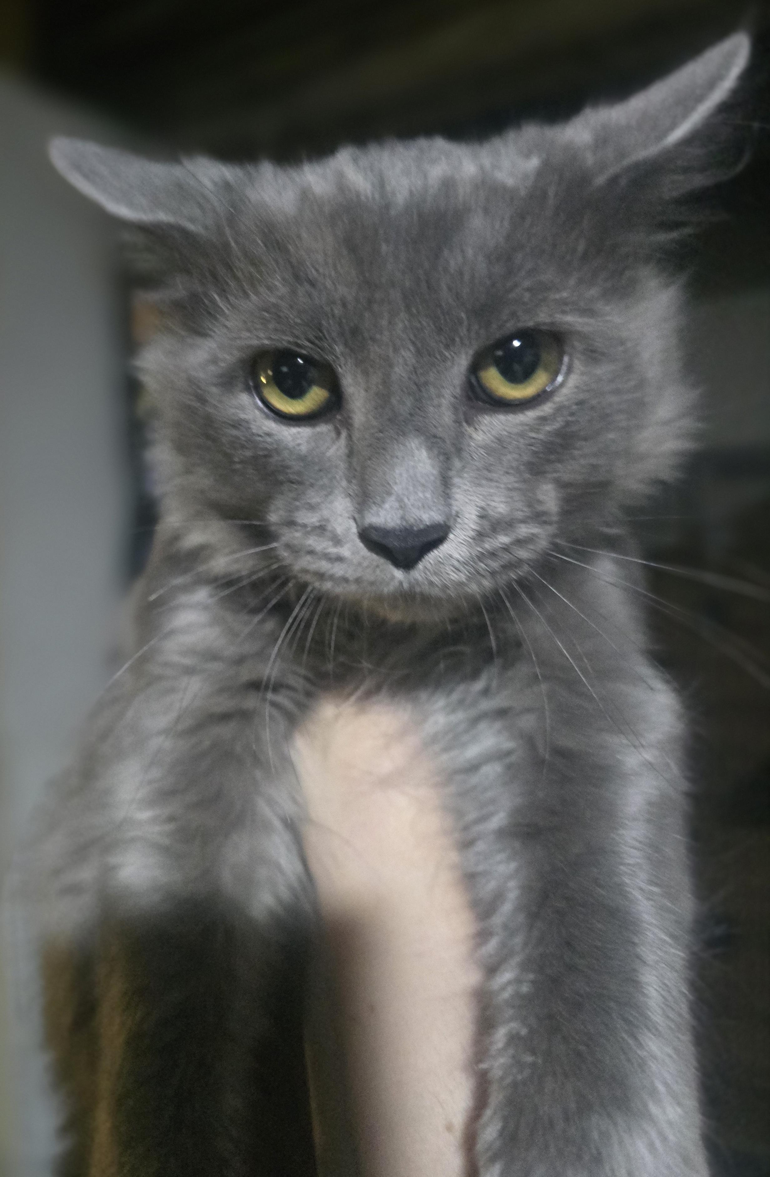 Enlarge "Ghost" The Sweetest Haunt your house could ask for, a Adopted Domestic Long Hair in Elizabeth, PA image 6/6
