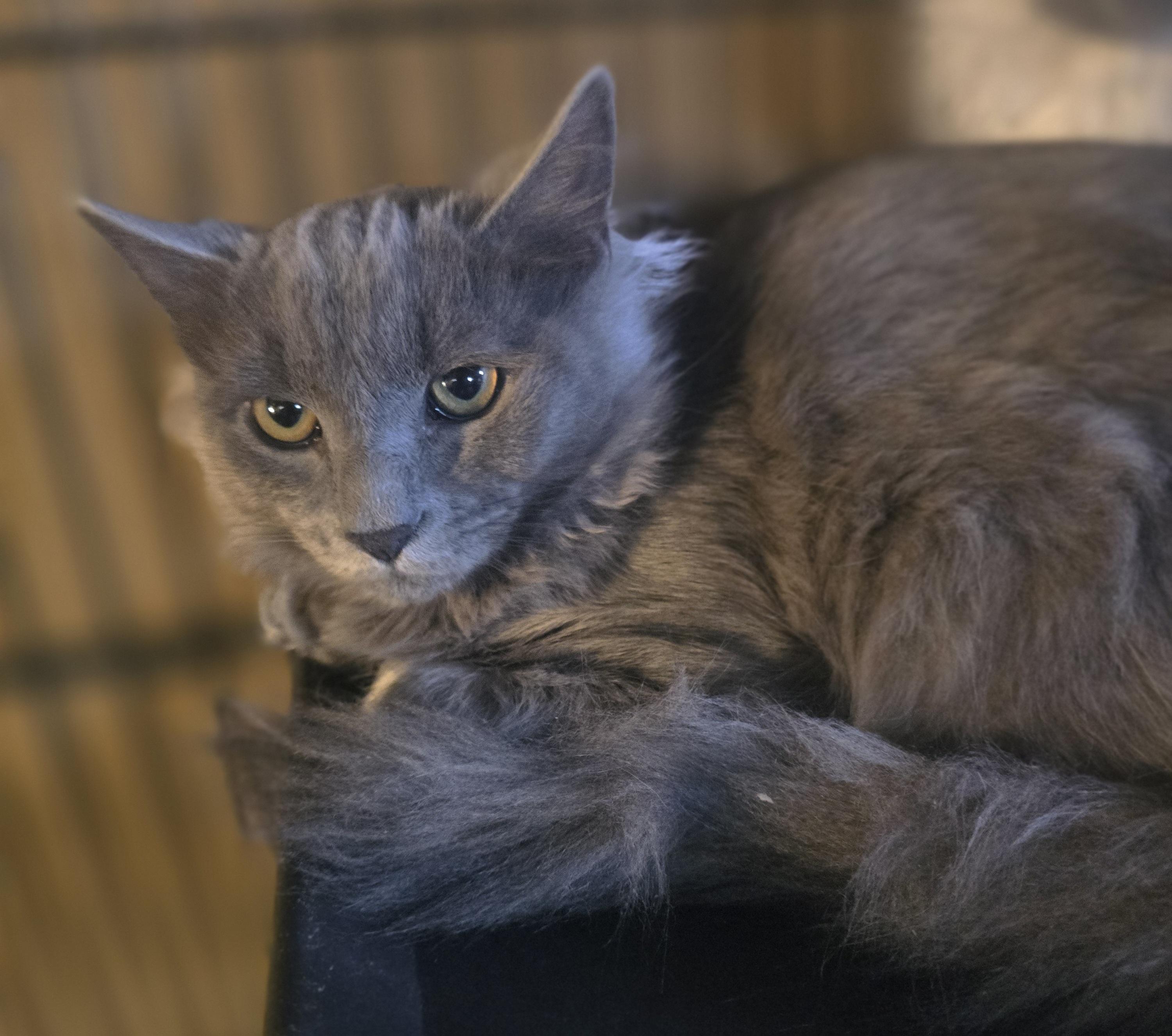Enlarge "Ghost" The Sweetest Haunt your house could ask for, a Adopted Domestic Long Hair in Elizabeth, PA image 3/6
