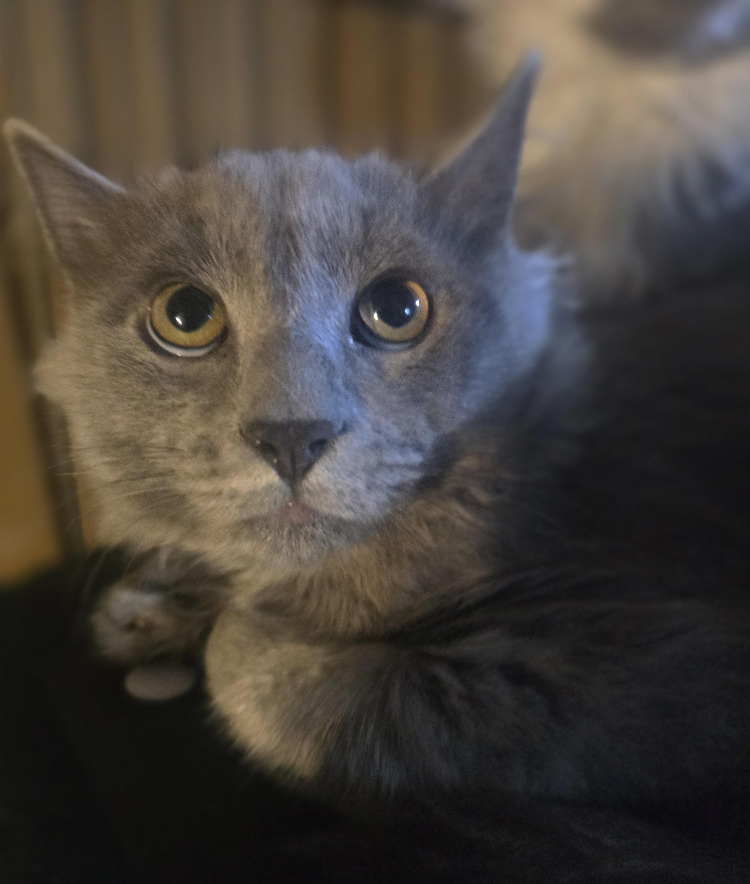 Enlarge "Ghost" The Sweetest Haunt your house could ask for, a Adopted Domestic Long Hair in Elizabeth, PA image 5/6