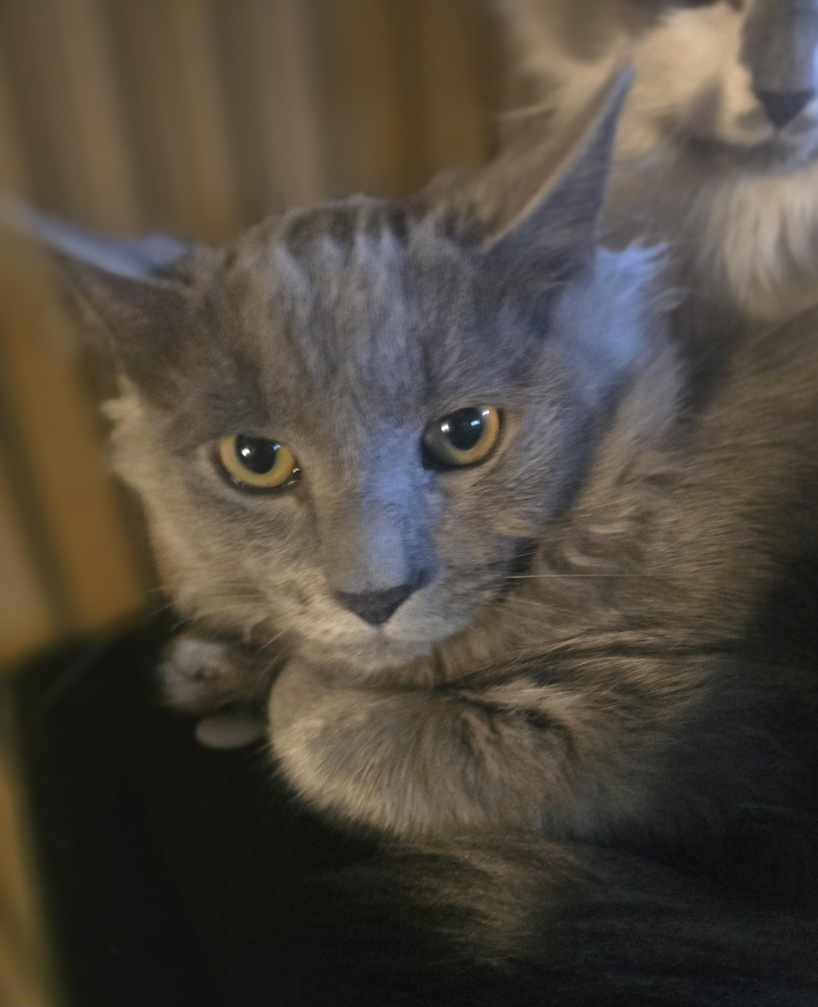 Enlarge "Ghost" The Sweetest Haunt your house could ask for, a Adopted Domestic Long Hair in Elizabeth, PA image 4/6
