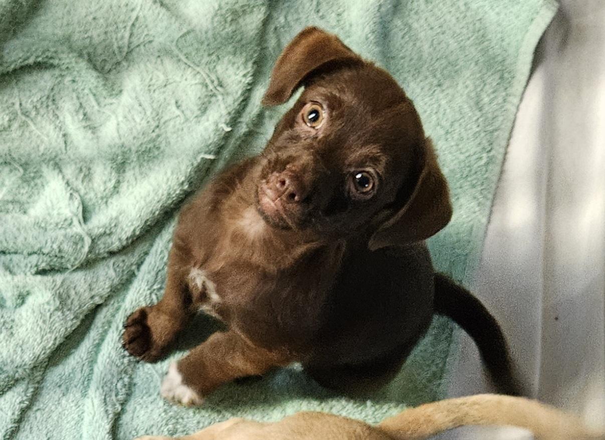 Bernadette, Baby Female Chihuahua