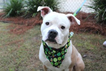 Enlarge Mr. Worldwide, a Adoptable mixed breed in Brunswick, GA image 1/1
