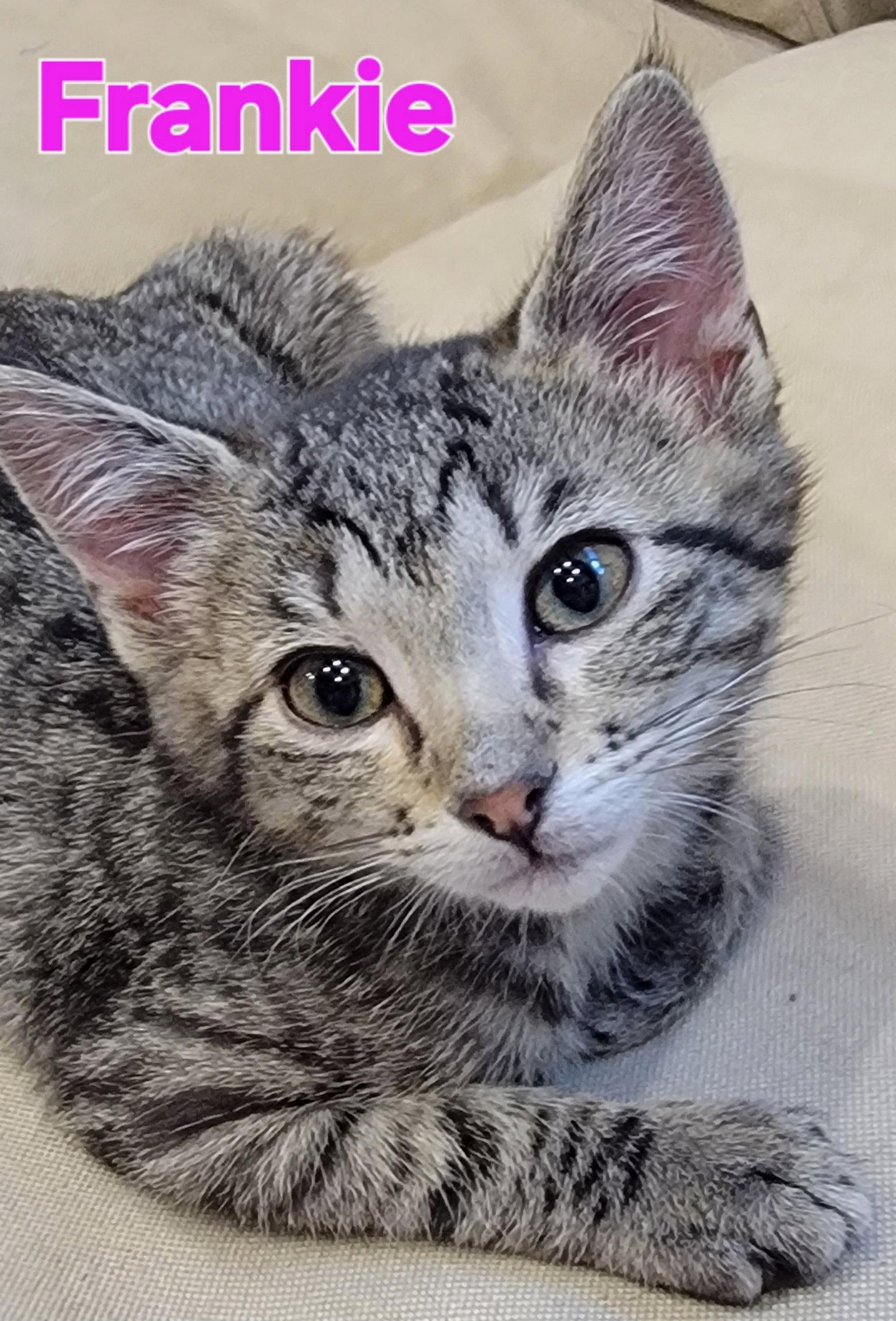 Frankie, Adopted, Kitten Female Tabby & Domestic Medium Hair.