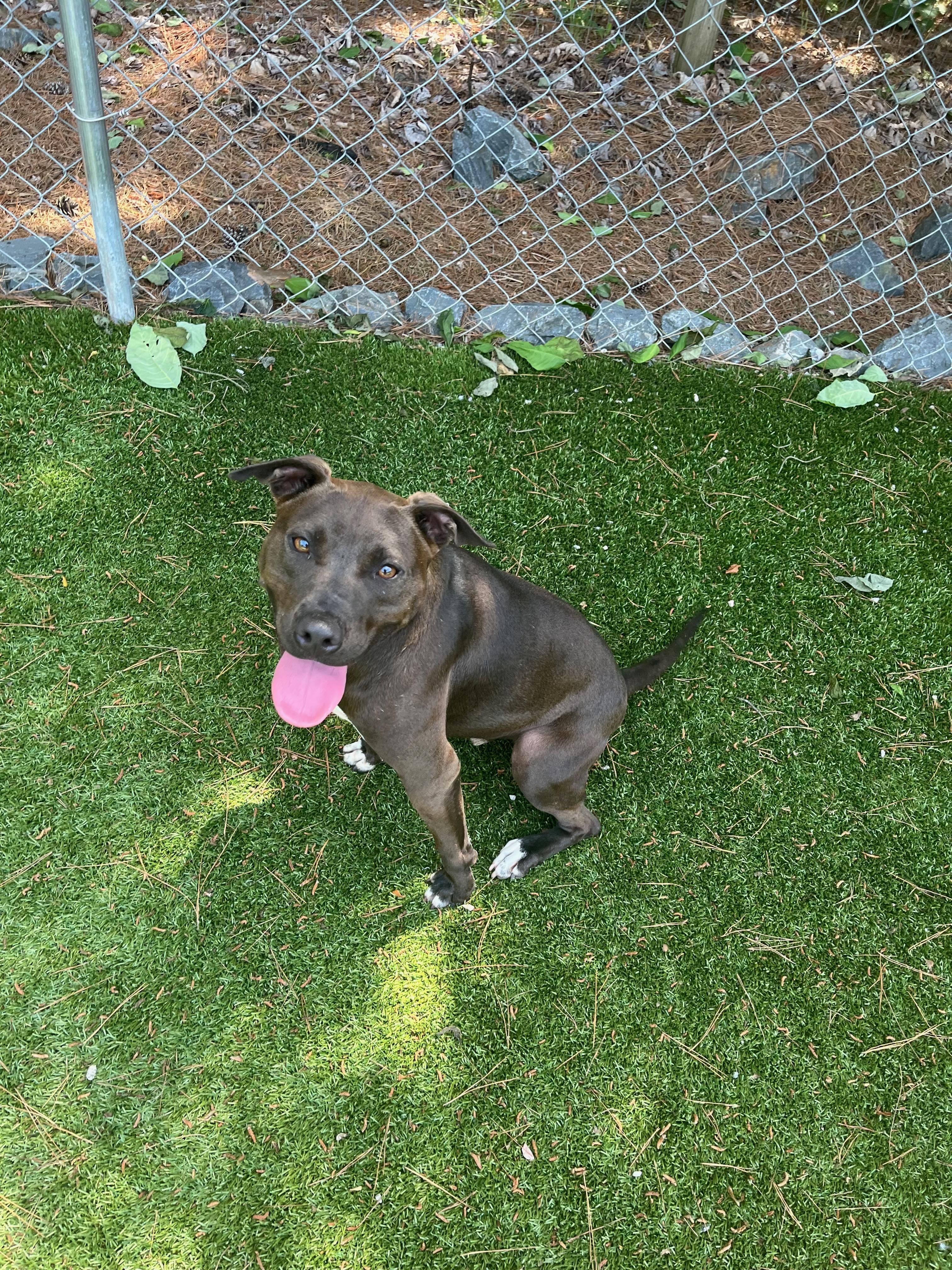 Skeeter, a Adoptable Pit Bull Terrier in Salisbury, NC image 2/4