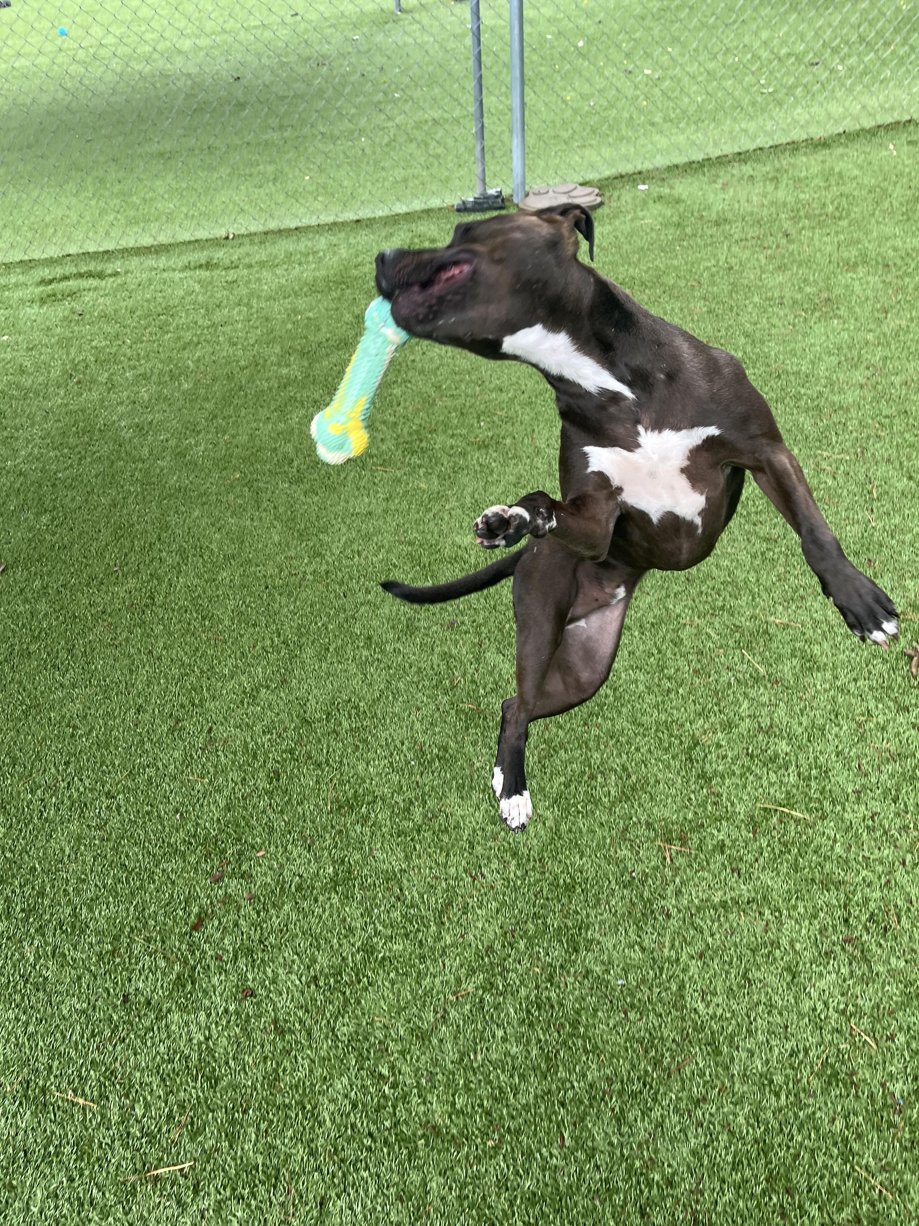 Skeeter, a Adoptable Pit Bull Terrier in Salisbury, NC image 3/4