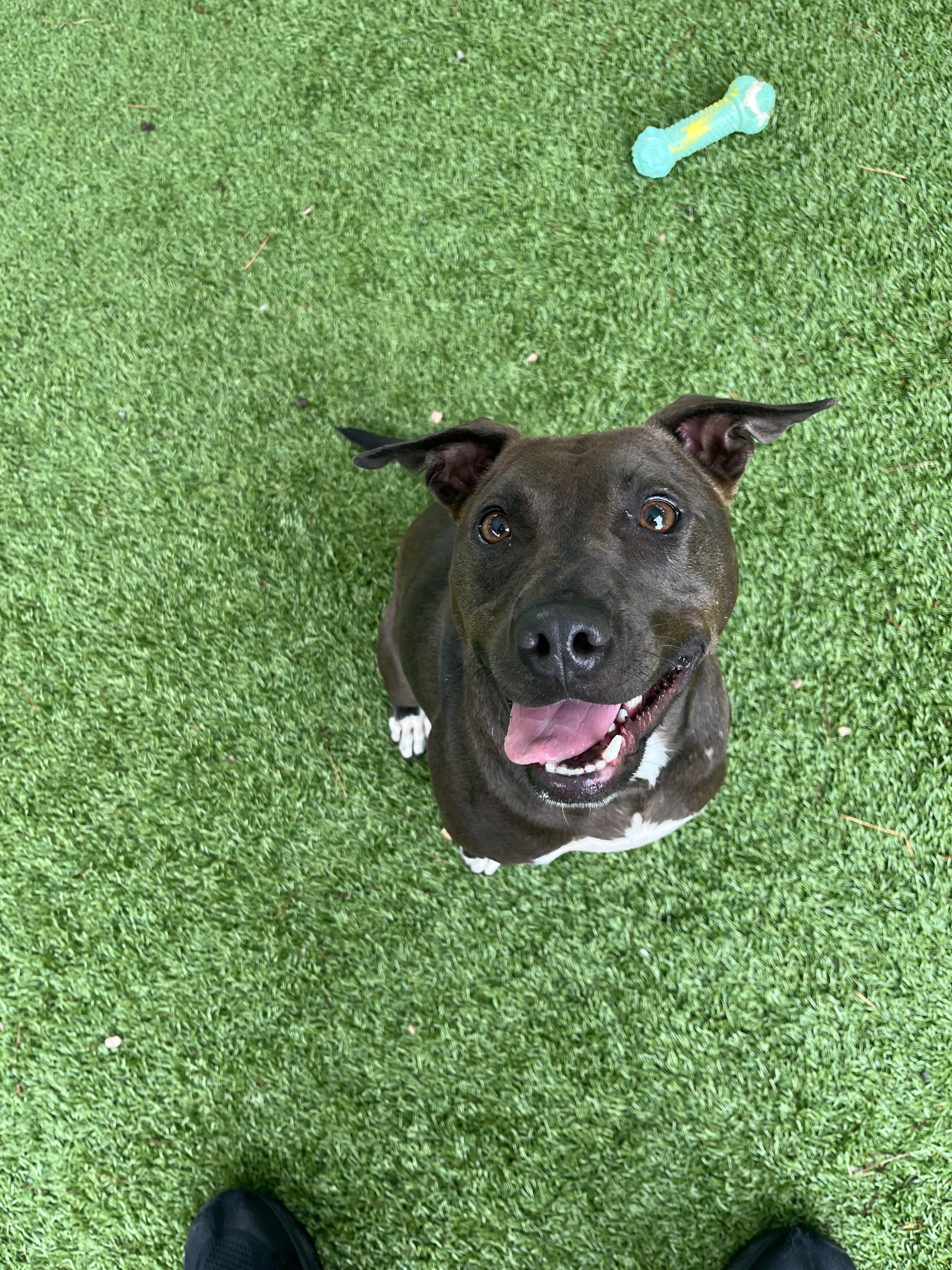 Skeeter, a Adoptable Pit Bull Terrier in Salisbury, NC image 1/4
