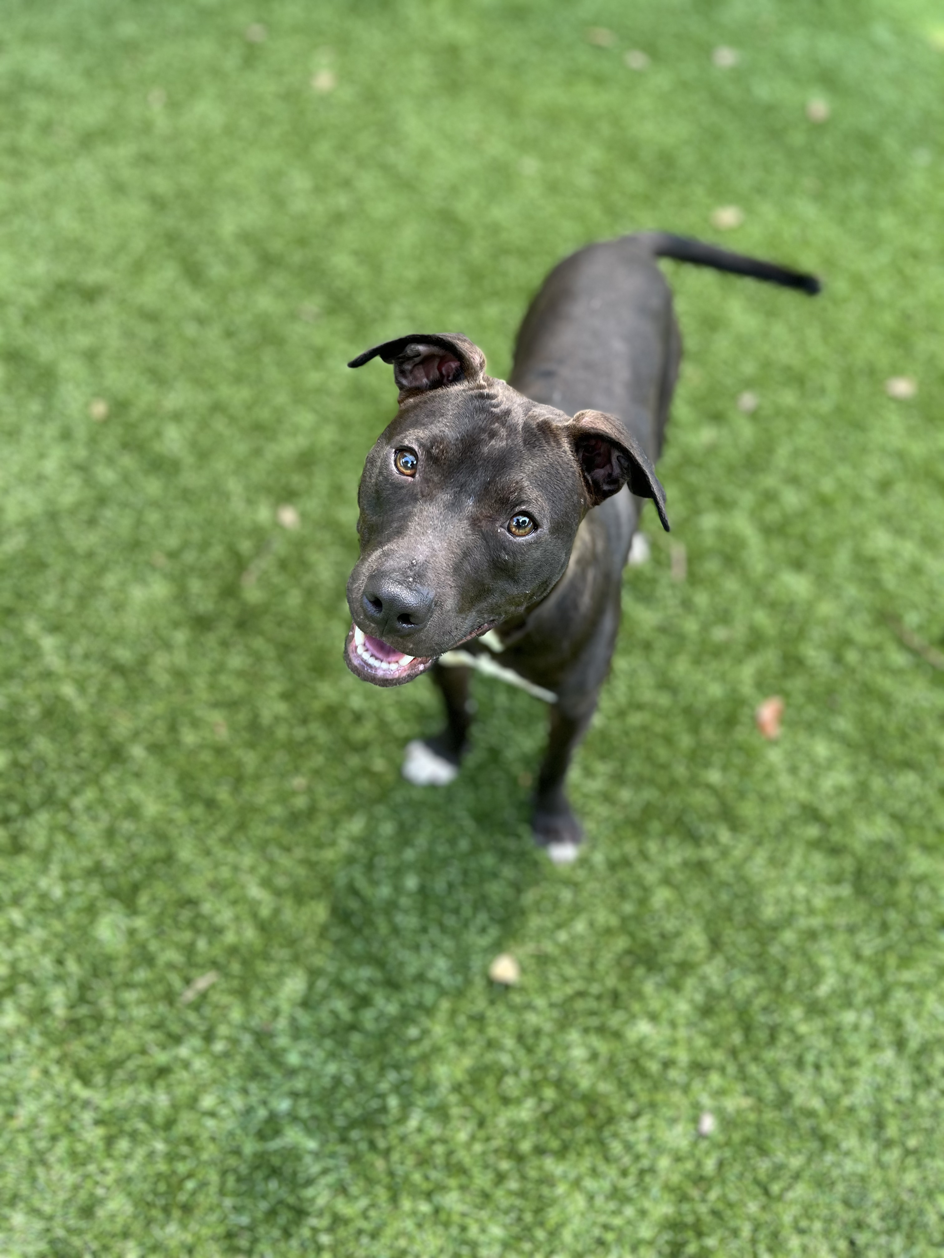 Skeeter, a Adoptable Pit Bull Terrier in Salisbury, NC image 4/4