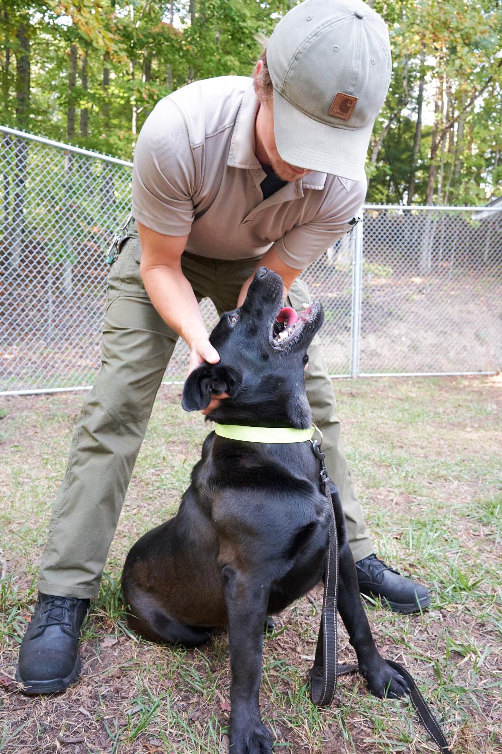 Enlarge Lucky, a Adoptable mixed breed in Floyd, VA image 5/5