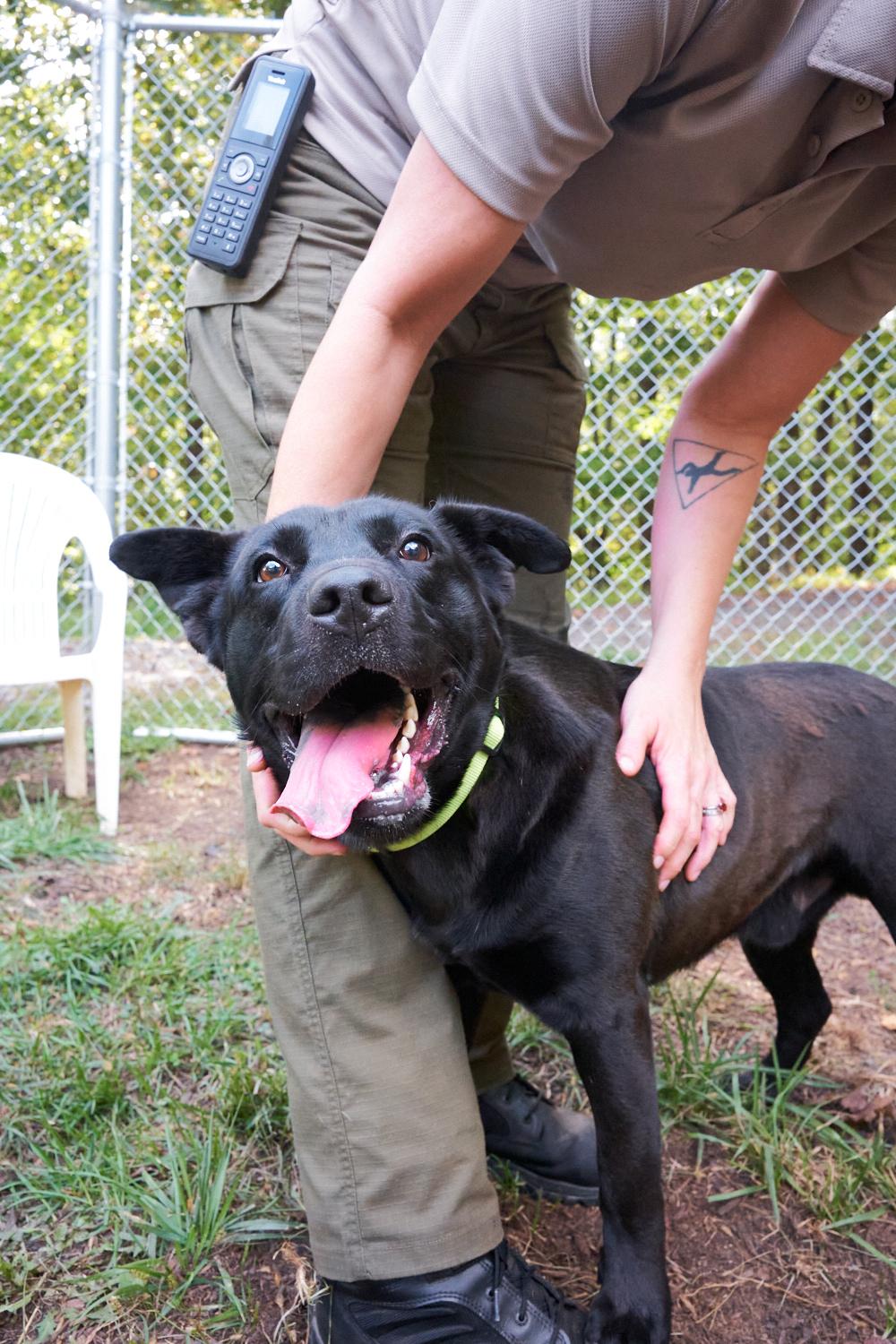 Lucky, Adoptable, Young Male Black Labrador Retriever.