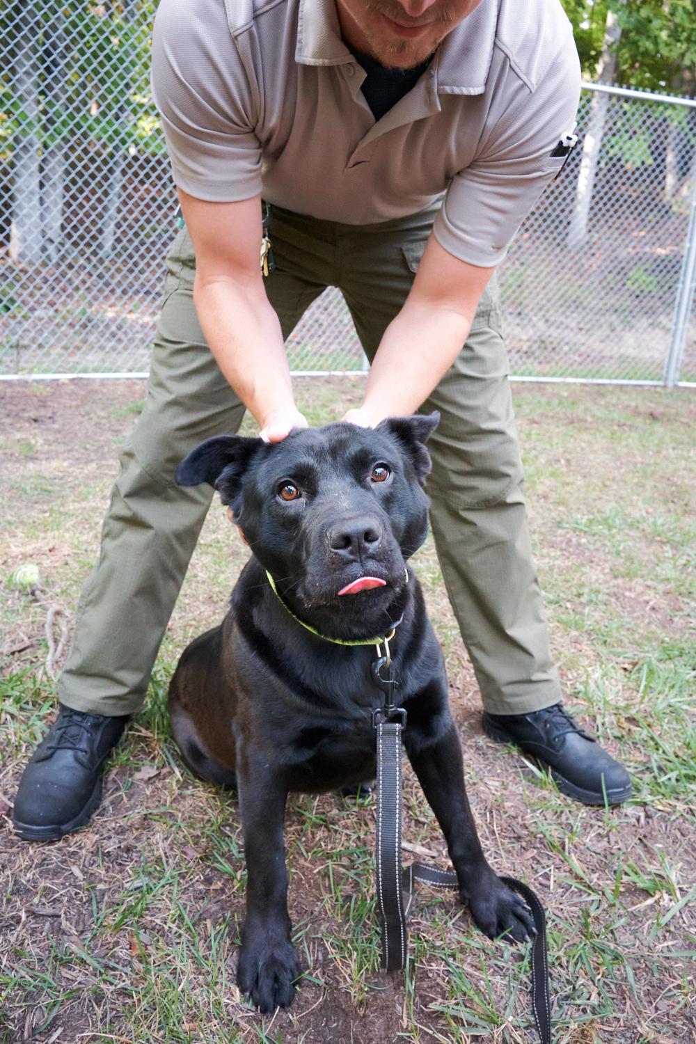 Enlarge Lucky, a Adoptable mixed breed in Floyd, VA image 4/5