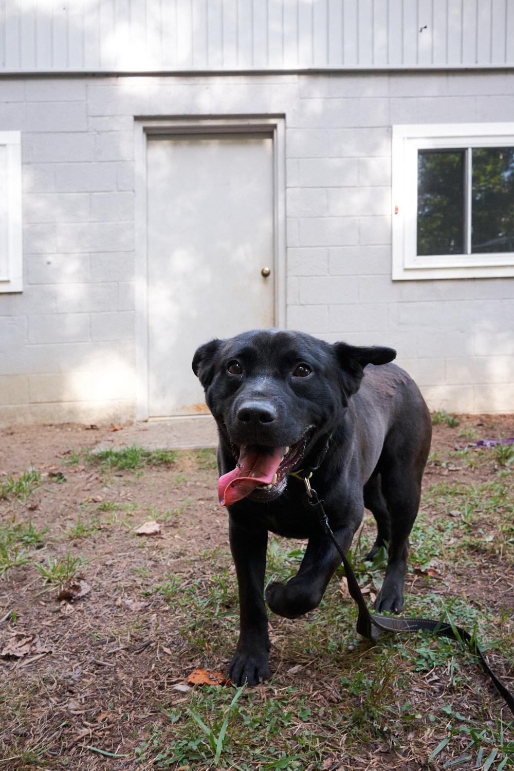 Enlarge Lucky, a Adoptable mixed breed in Floyd, VA image 3/5