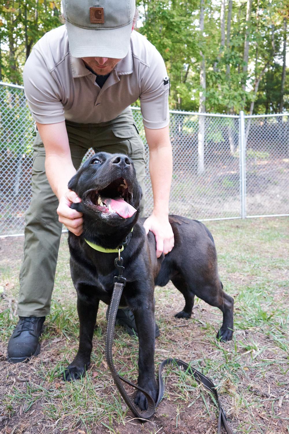 Enlarge Lucky, a Adoptable mixed breed in Floyd, VA image 2/5