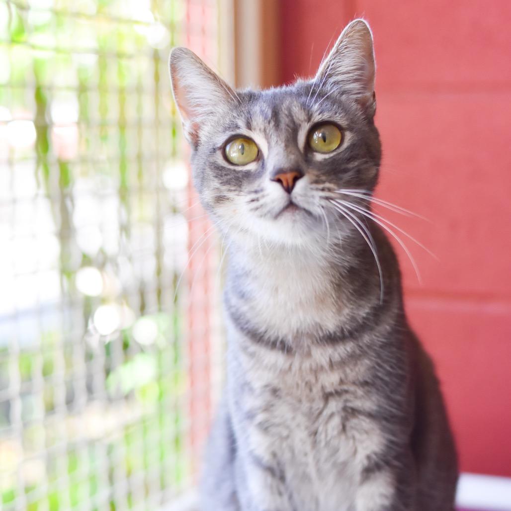 Mae, Adoptable, Adult Female Domestic Short Hair.