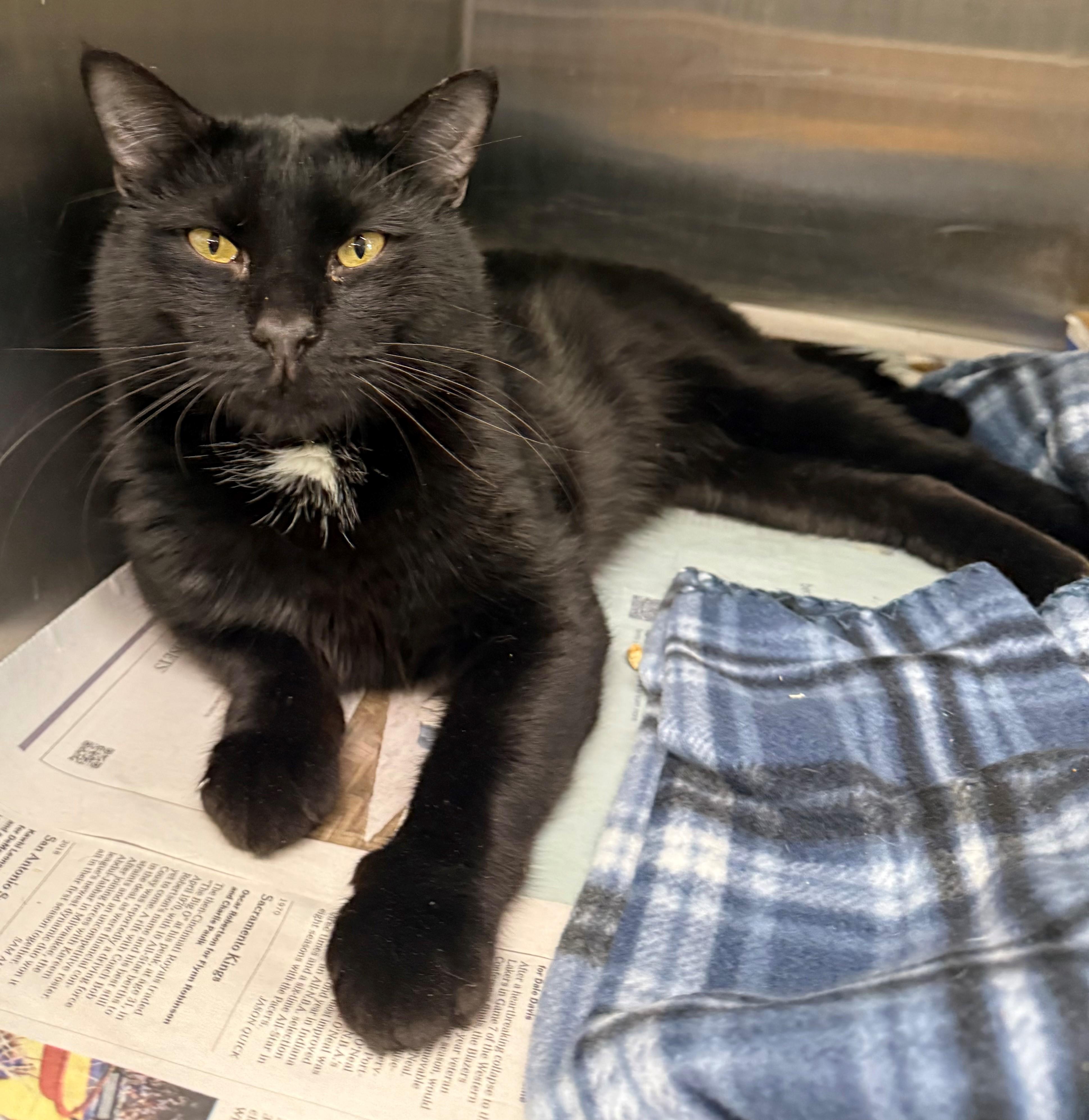 Enlarge Storm, an adopted Domestic Short Hair in Edison, NJ image 1/1