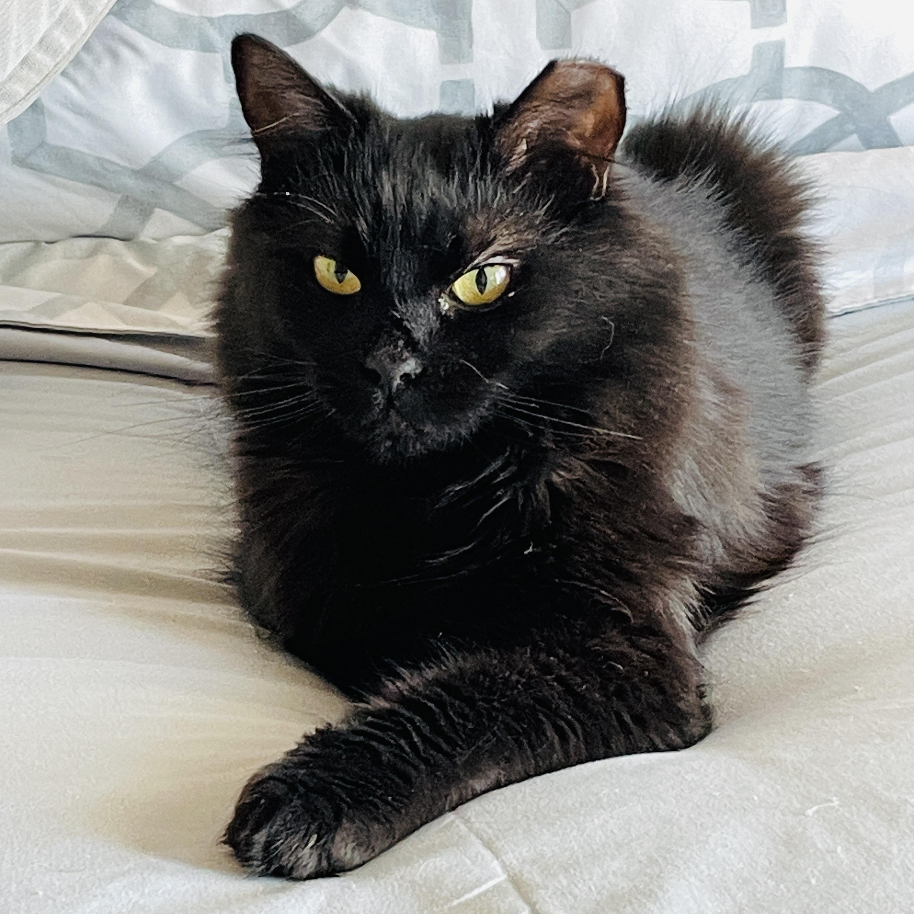 Rasha , a ADOPTABLE Domestic Long Hair in Sacramento, CA image 1/6