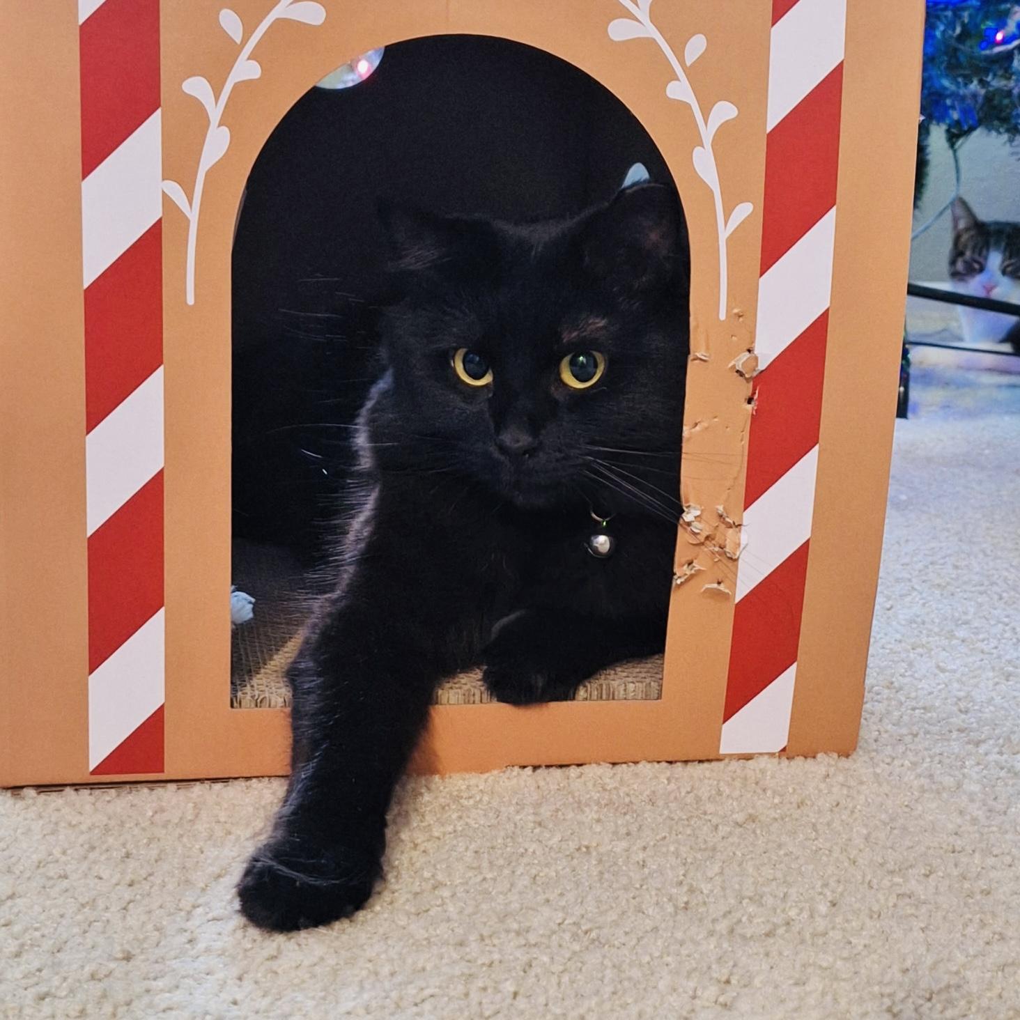 Rasha , a ADOPTABLE Domestic Long Hair in Sacramento, CA image 2/6