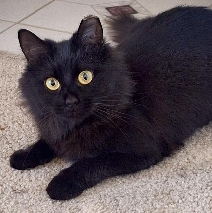 Rasha , ADOPTABLE, Adult Female Domestic Long Hair.