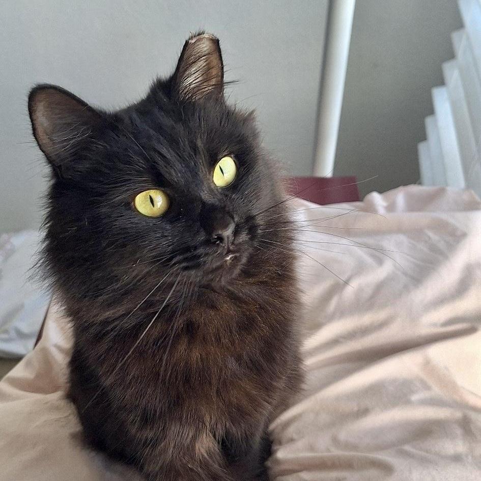 Rasha , a ADOPTABLE Domestic Long Hair in Sacramento, CA image 3/6