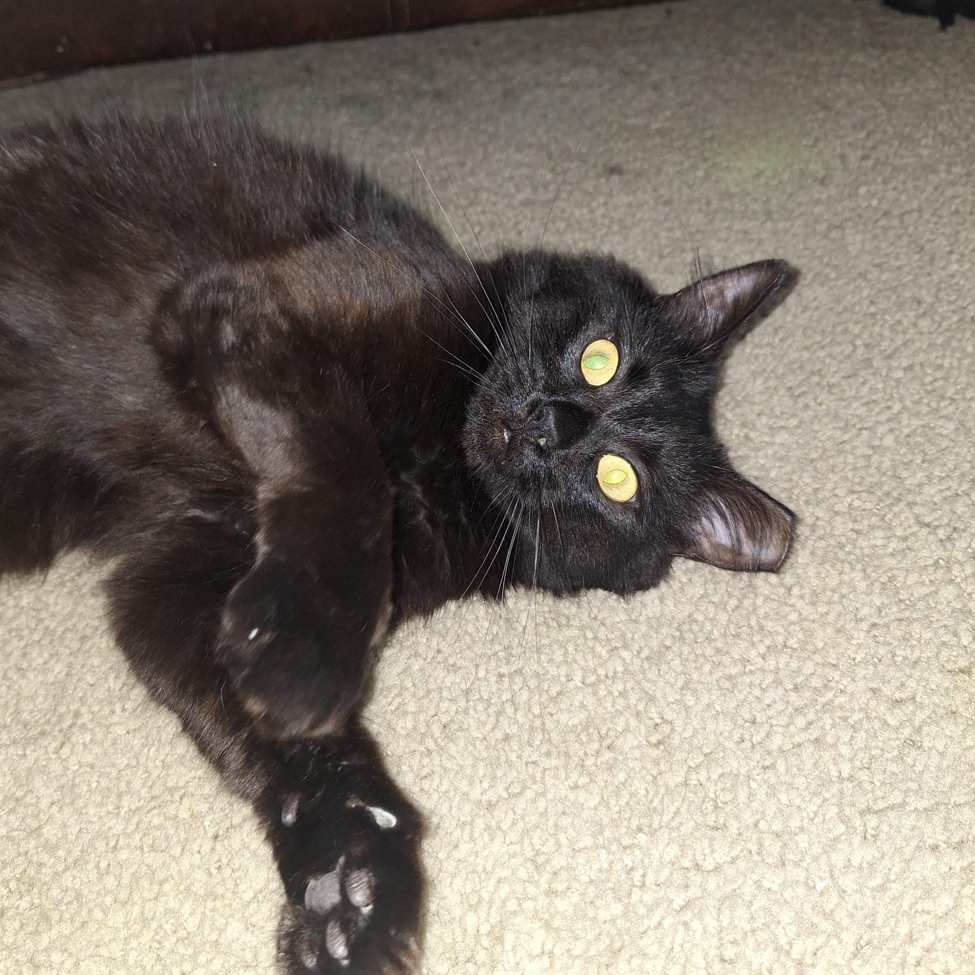 Enlarge Rasha , a ADOPTABLE Domestic Long Hair in Sacramento, CA image 6/6