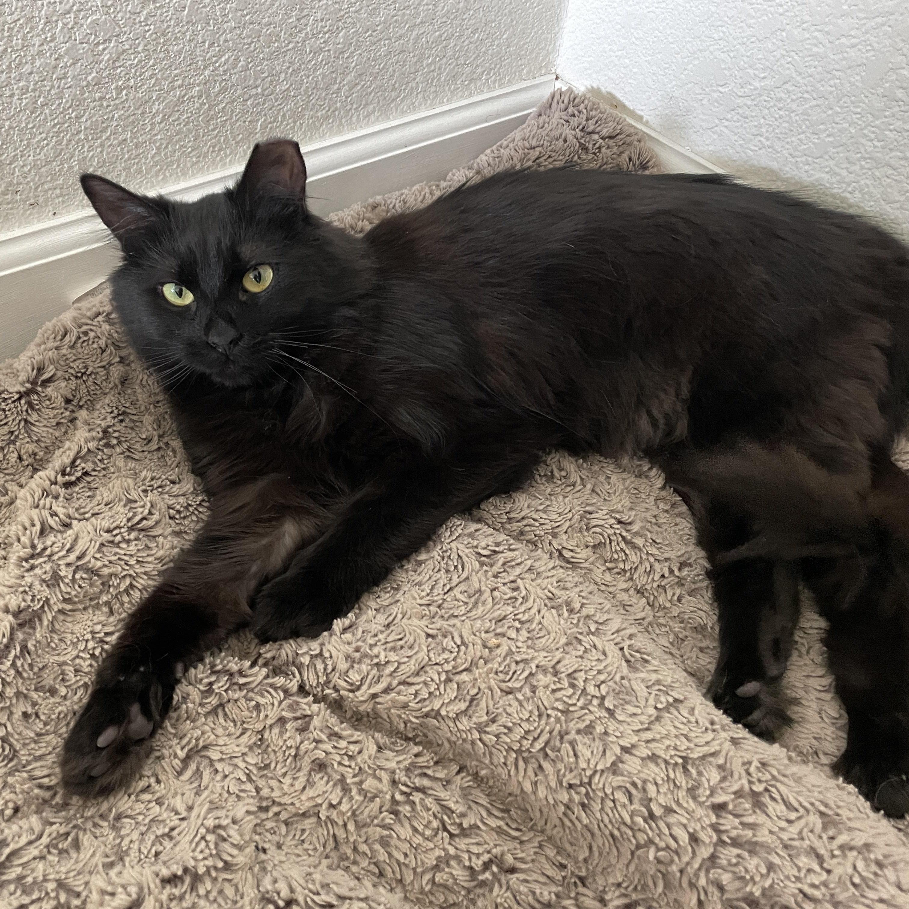 Rasha , a ADOPTABLE Domestic Long Hair in Sacramento, CA image 4/6
