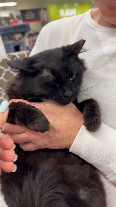 Enlarge Rasha , a ADOPTABLE Domestic Long Hair in Sacramento, CA video 5/6