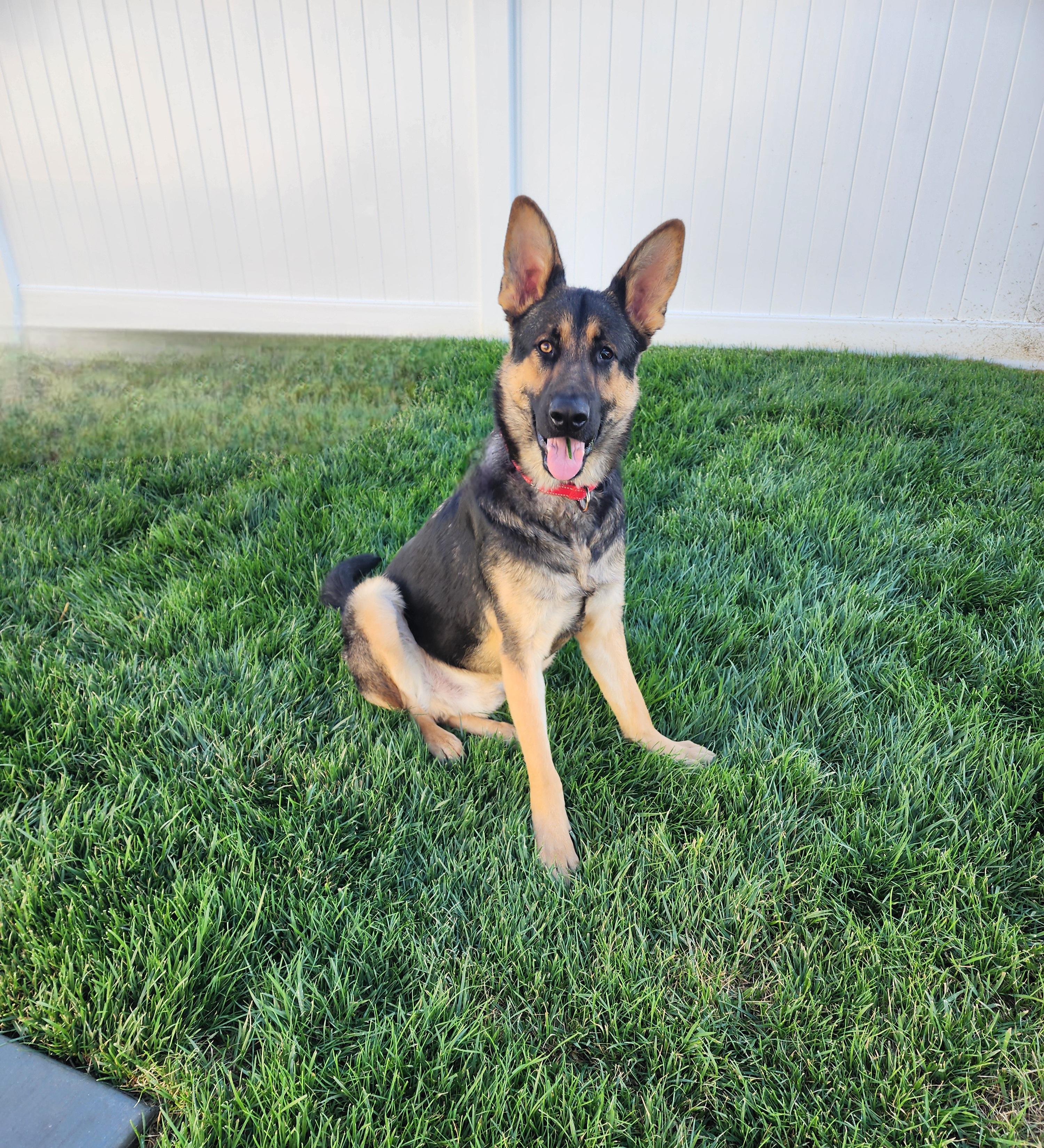 Bear, Adopted, Young Male German Shepherd Dog.