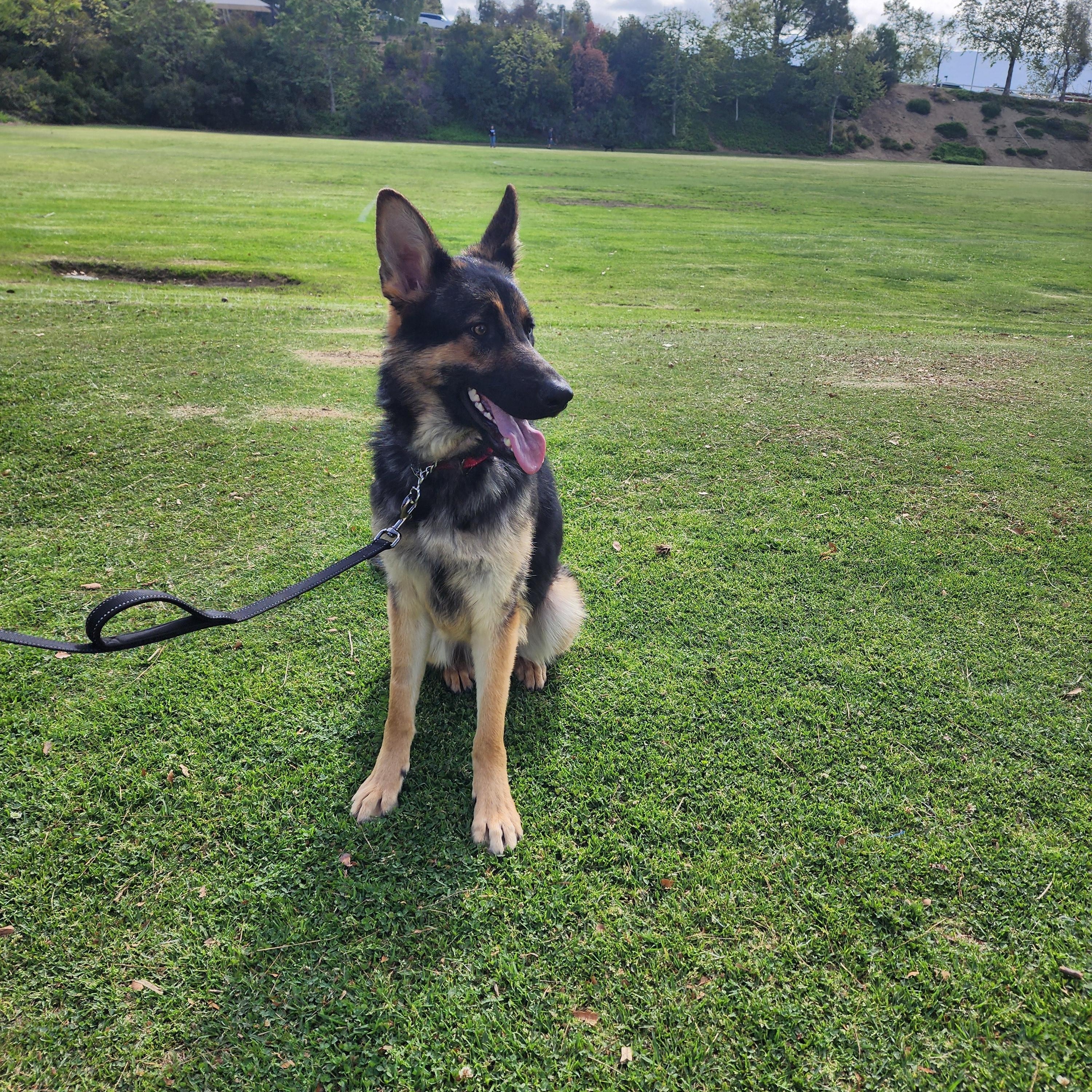 Enlarge Bear, a Adopted German Shepherd Dog in Temecula, CA image 2/6