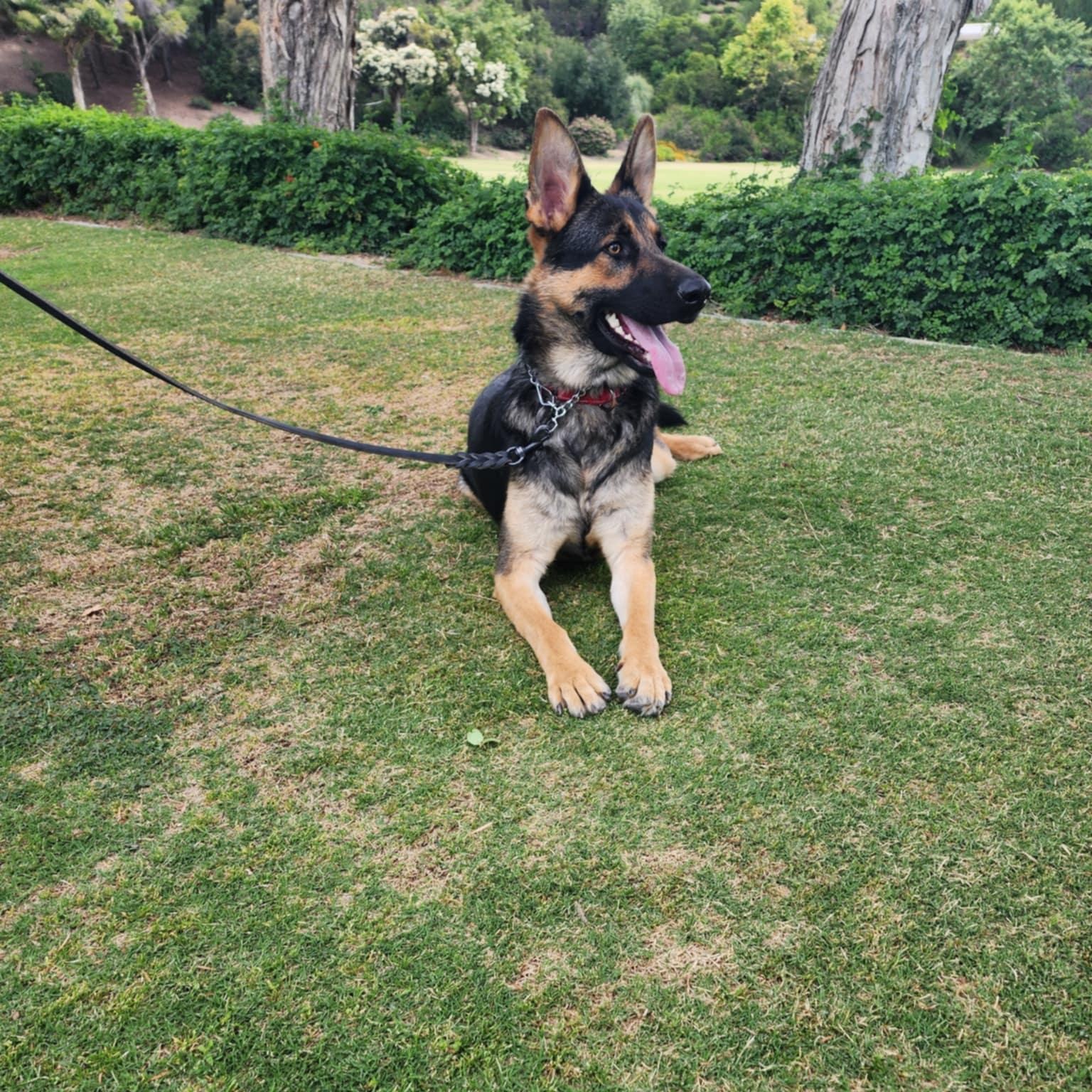 Enlarge Bear, a Adopted German Shepherd Dog in Temecula, CA image 3/6