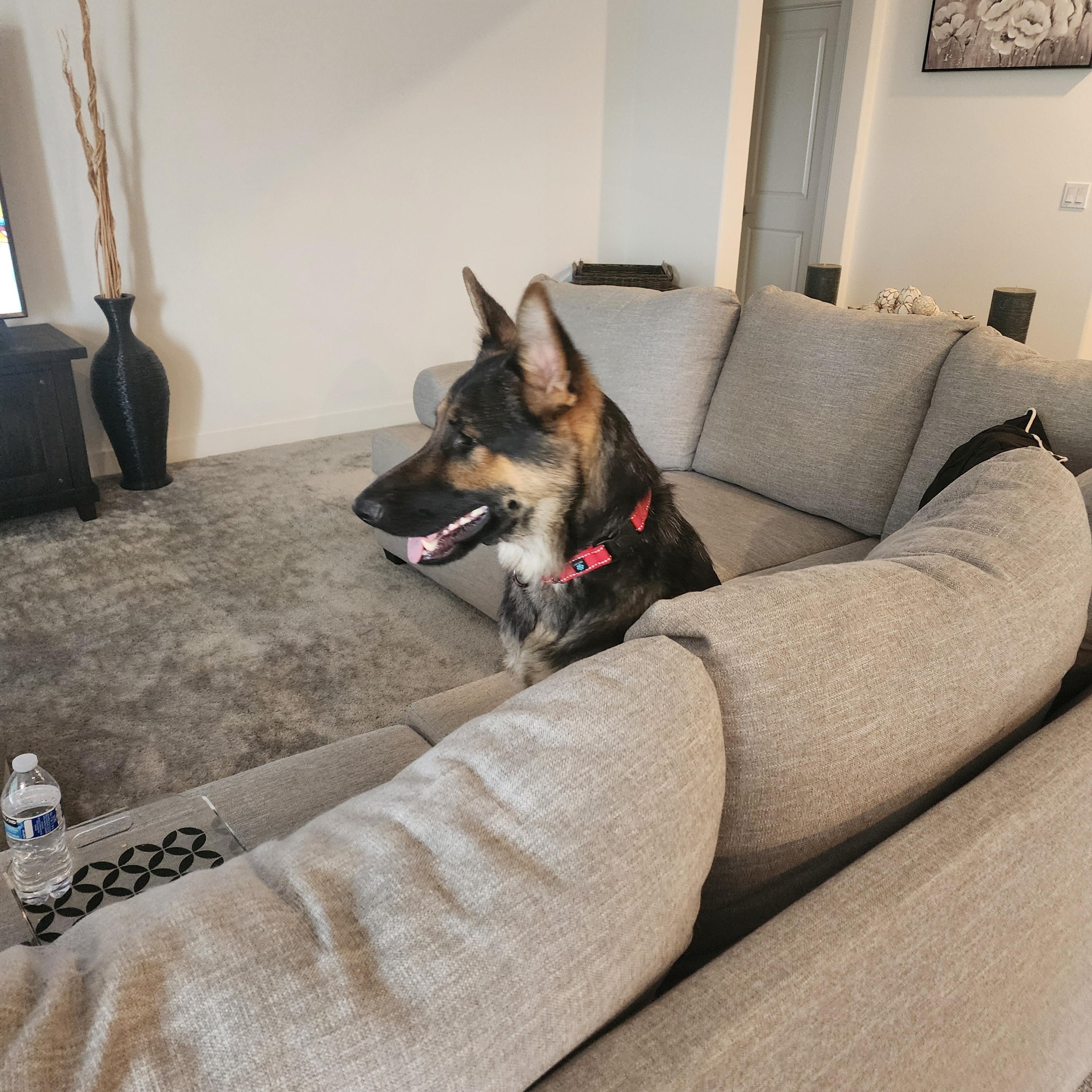 Enlarge Bear, a Adopted German Shepherd Dog in Temecula, CA image 4/6