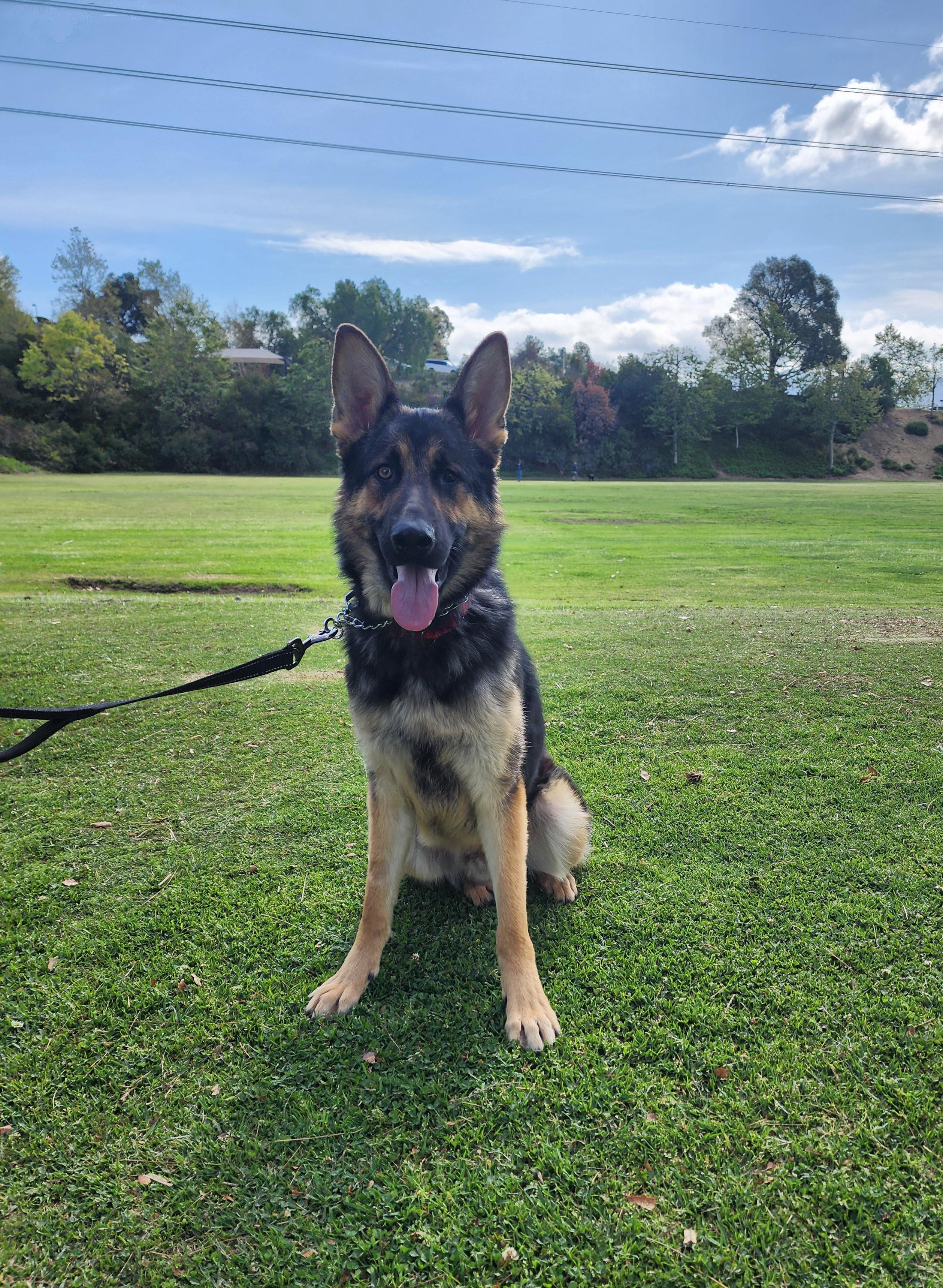 Enlarge Bear, a Adopted German Shepherd Dog in Temecula, CA image 5/6