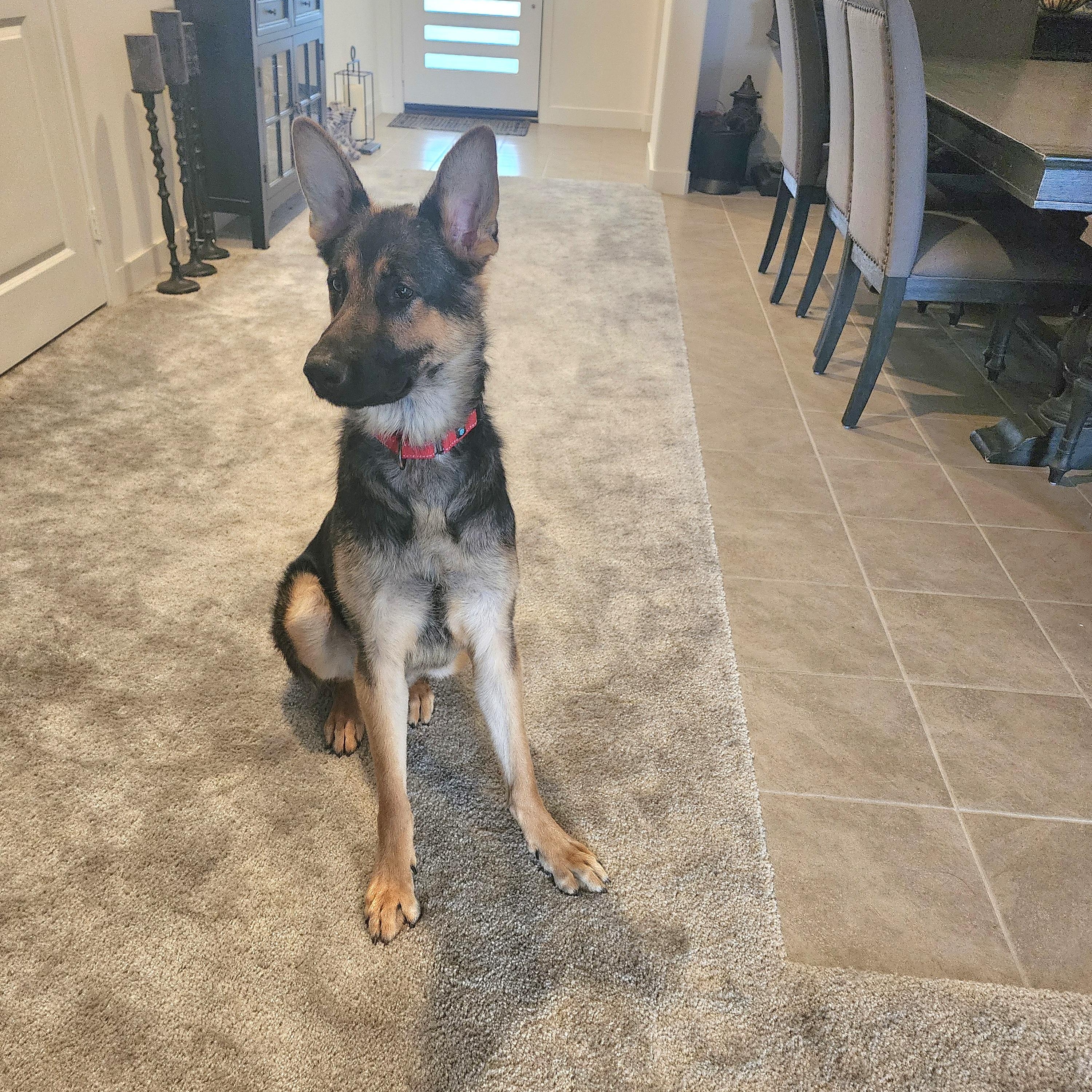 Enlarge Bear, a Adopted German Shepherd Dog in Temecula, CA image 6/6