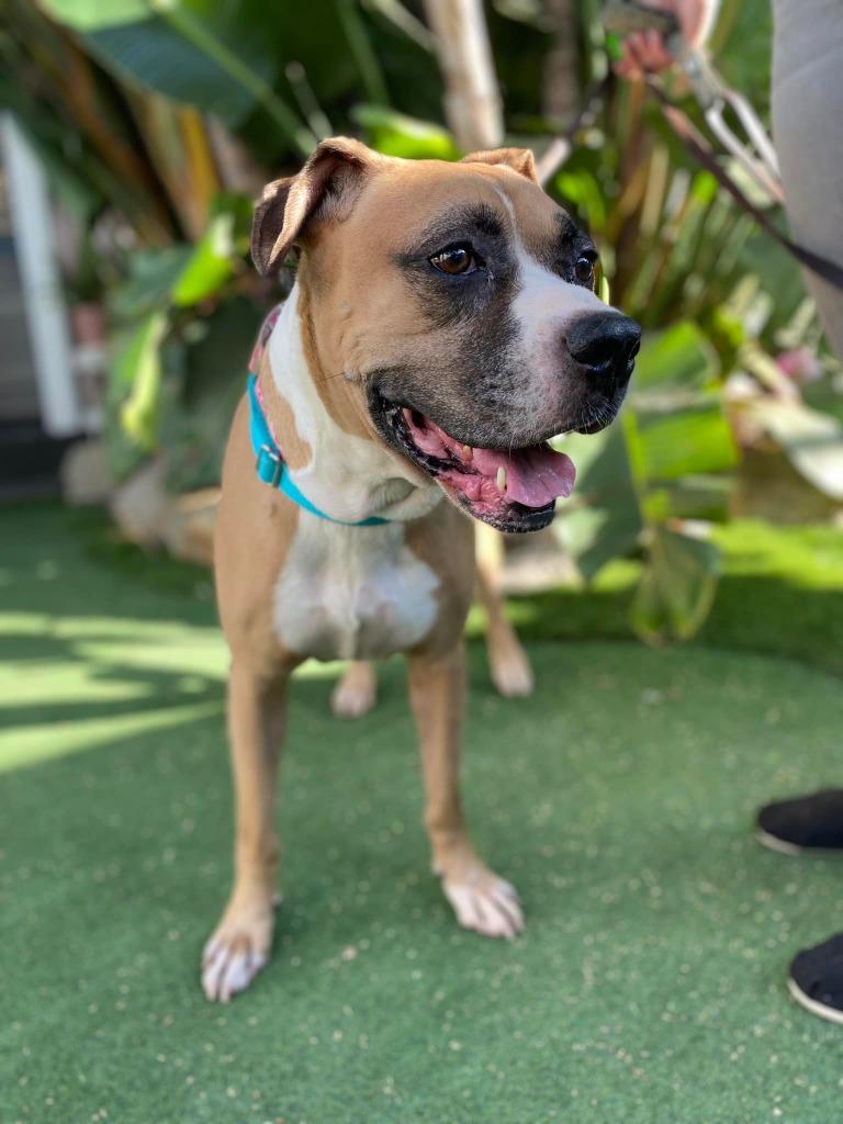 Enlarge Bridget, a Adoptable Boxer in El Cajon, CA image 1/6