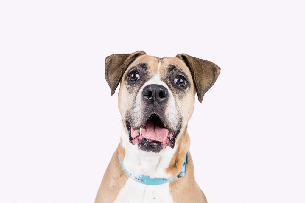 Enlarge Bridget, a Adoptable Boxer in El Cajon, CA image 2/6