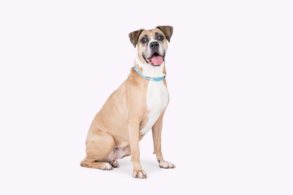 Enlarge Bridget, a Adoptable Boxer in El Cajon, CA image 6/6