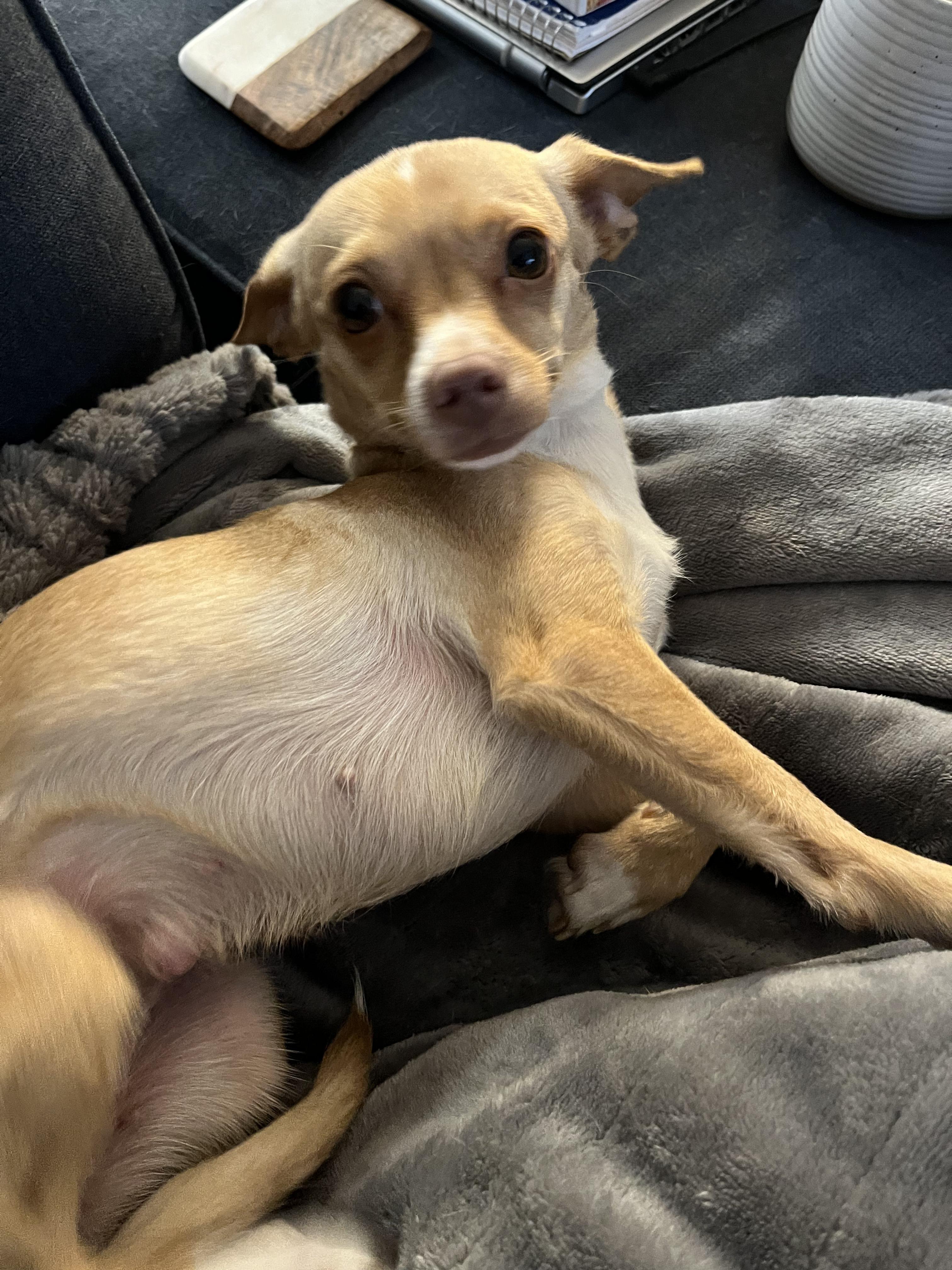 Evie, Adoptable, Young Female Chihuahua & Italian Greyhound.