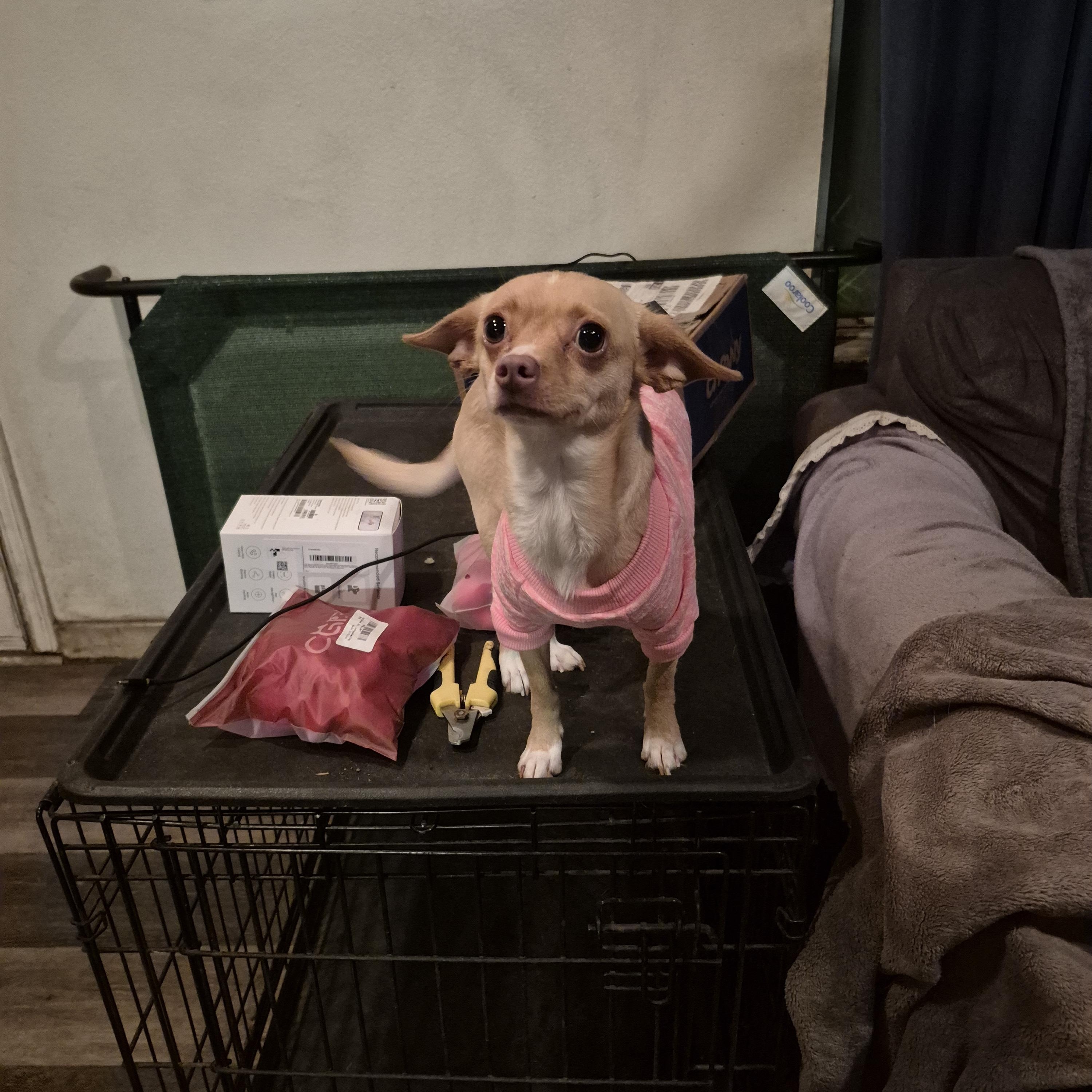 Evie, Adoptable, Young Female Chihuahua & Italian Greyhound.