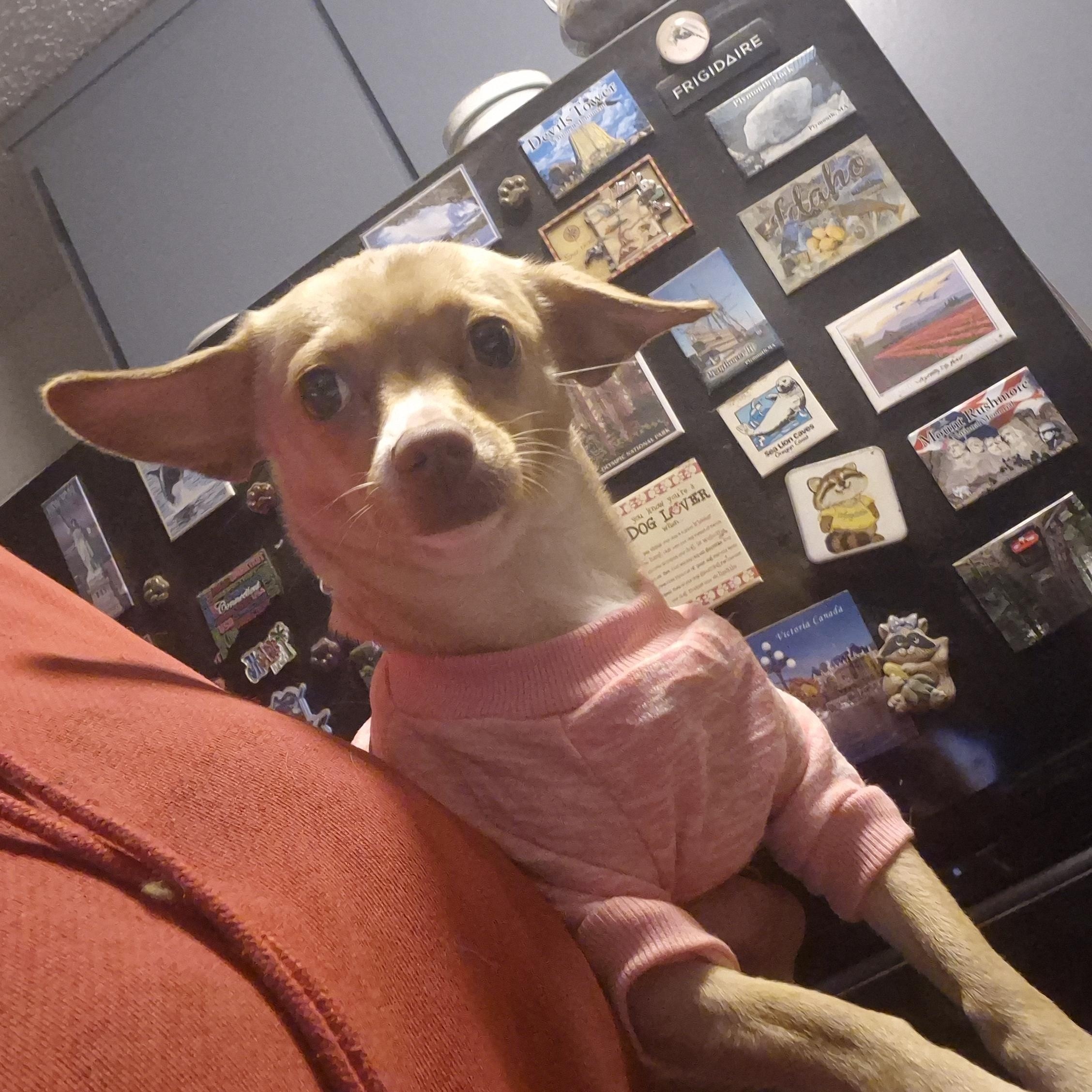 Enlarge Evie, a Adoptable mixed breed in Olympia, WA image 2/3