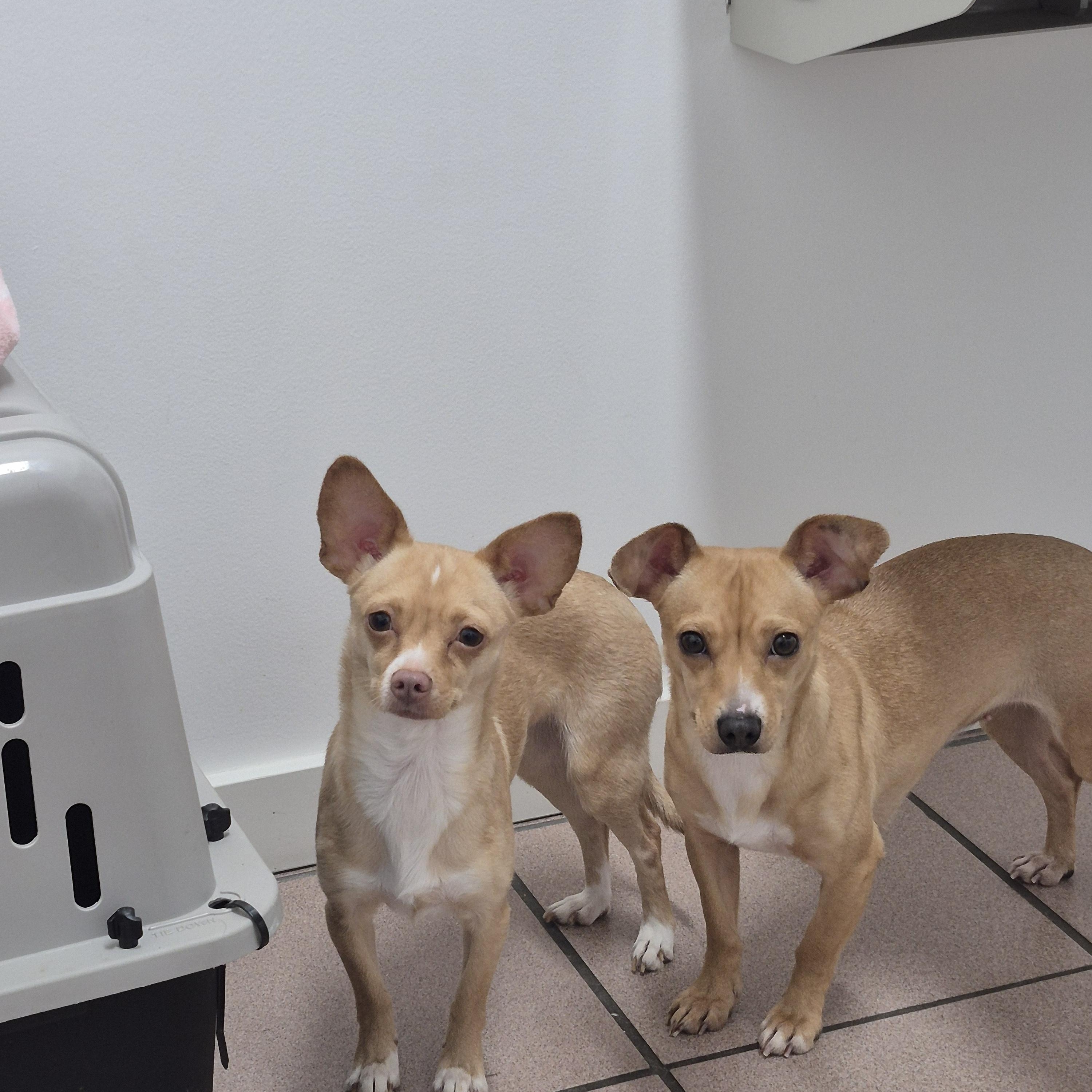 Enlarge Evie, a Adoptable mixed breed in Olympia, WA image 3/3