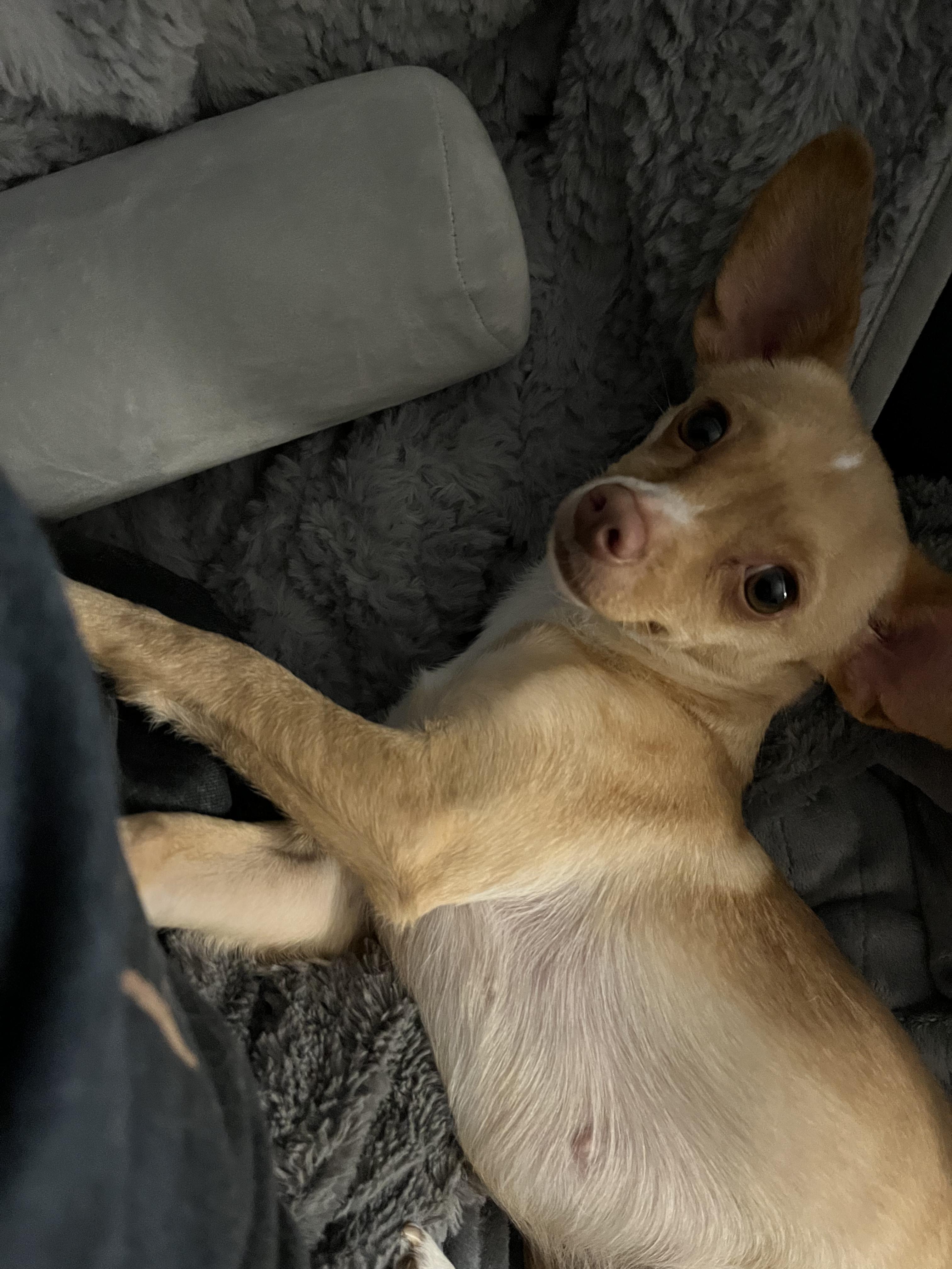 Evie, a Adoptable mixed breed in Olympia, WA image 2/2