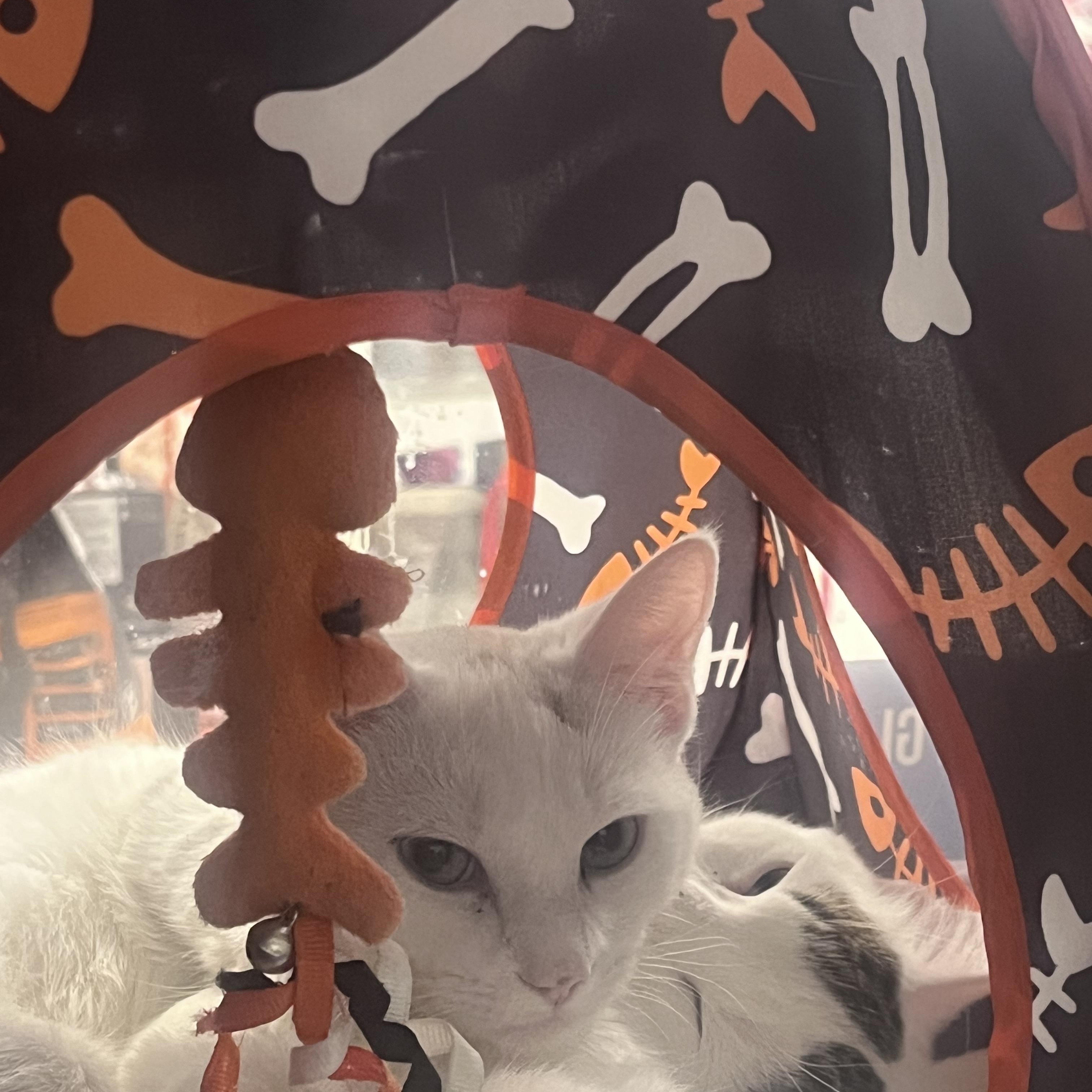 Princess and Meno, Adoptable, Young Female Siamese.