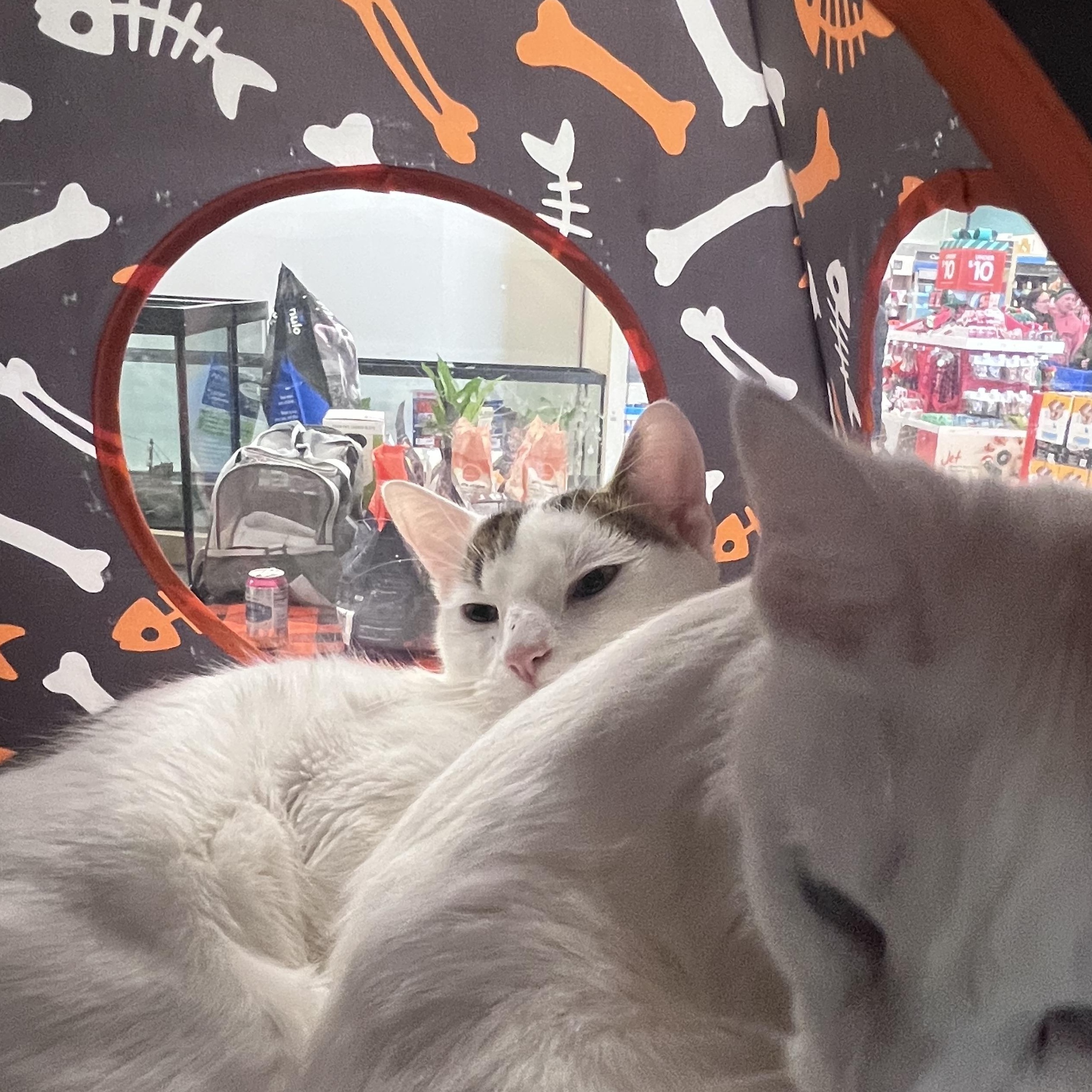 Princess and Meno, a Adoptable Siamese in Schenectady, NY image 2/5