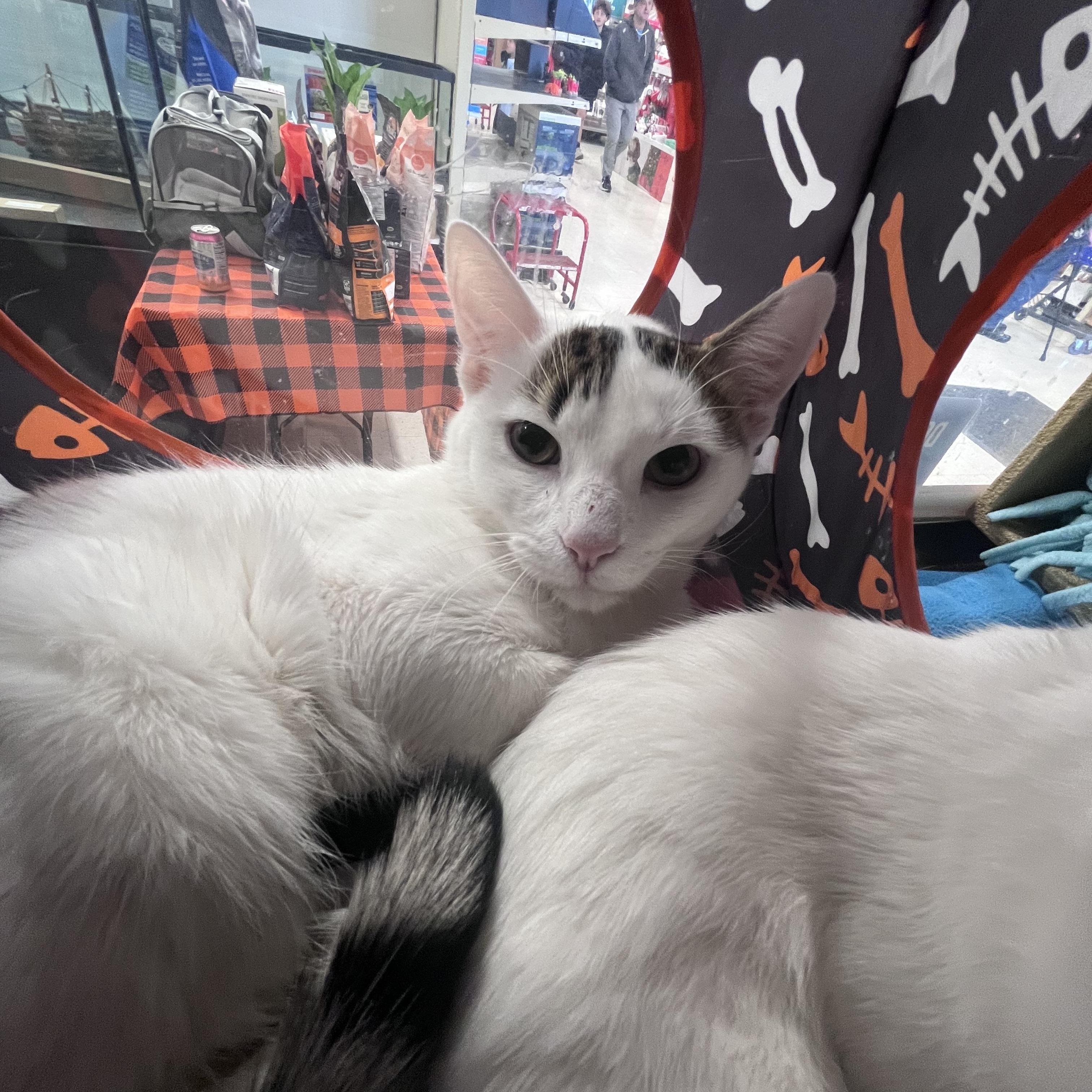 Princess and Meno, a Adoptable Siamese in Schenectady, NY image 3/5