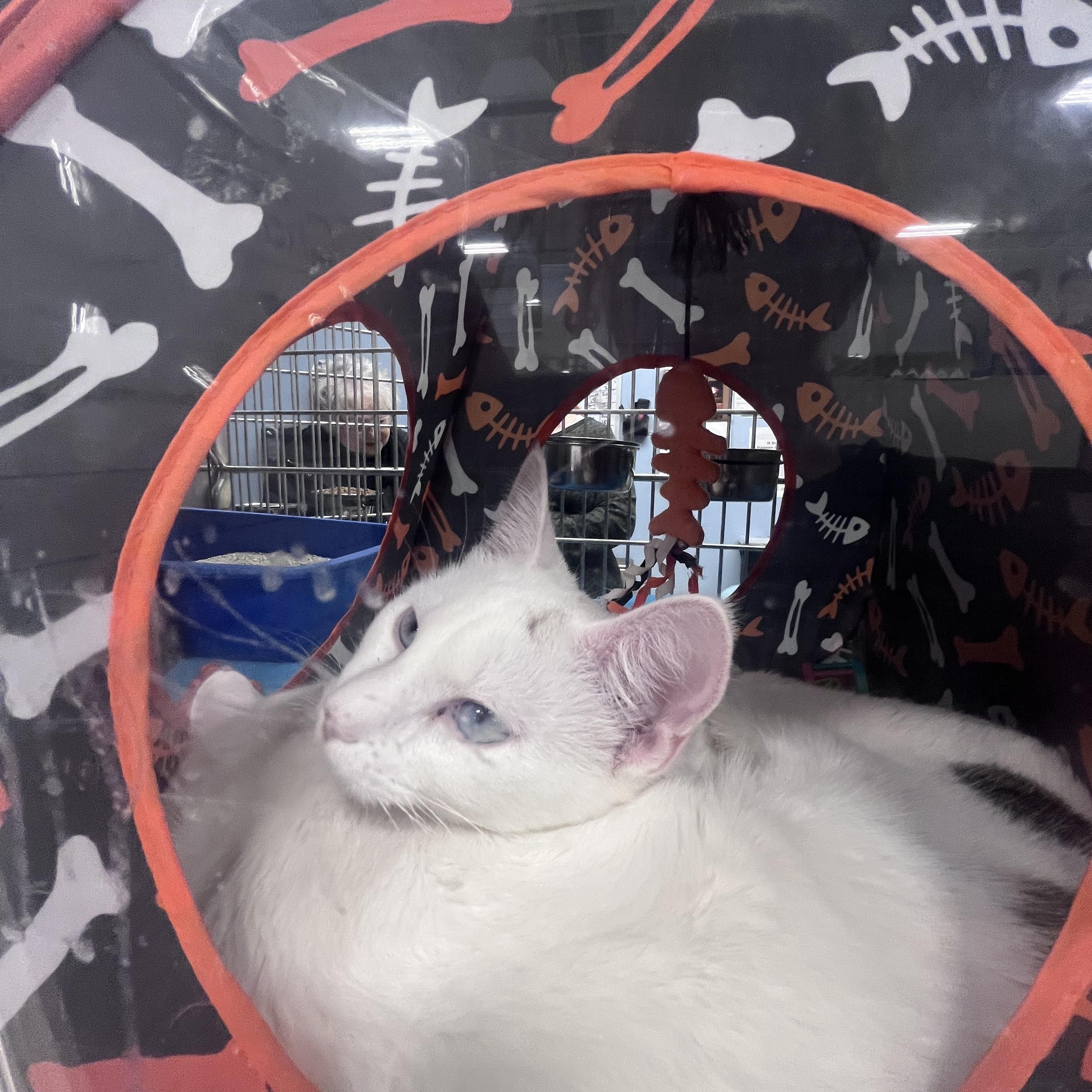 Princess and Meno, a Adoptable Siamese in Schenectady, NY image 4/5