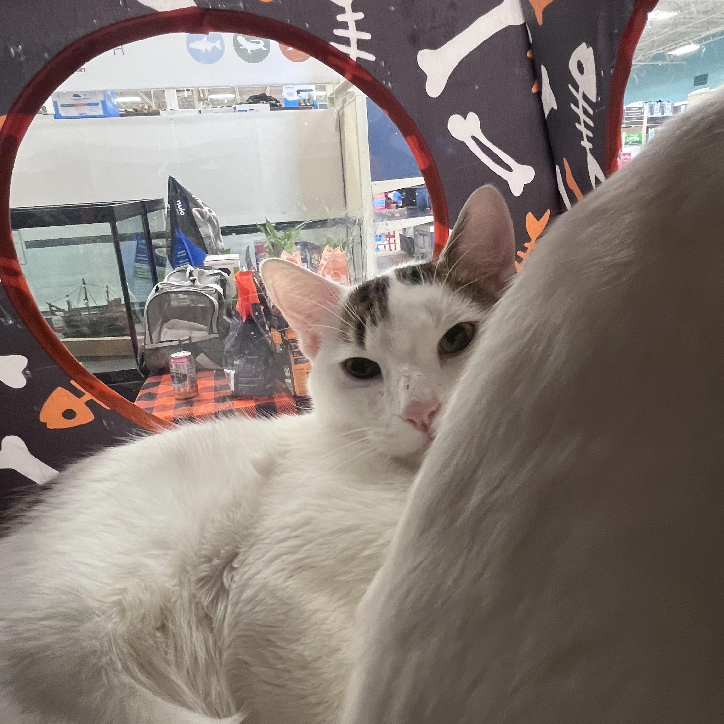 Princess and Meno, a Adoptable Siamese in Schenectady, NY image 5/5