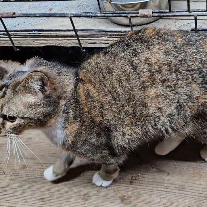 Princess- Special Needs, located in Spruce Pine, NC photo 4