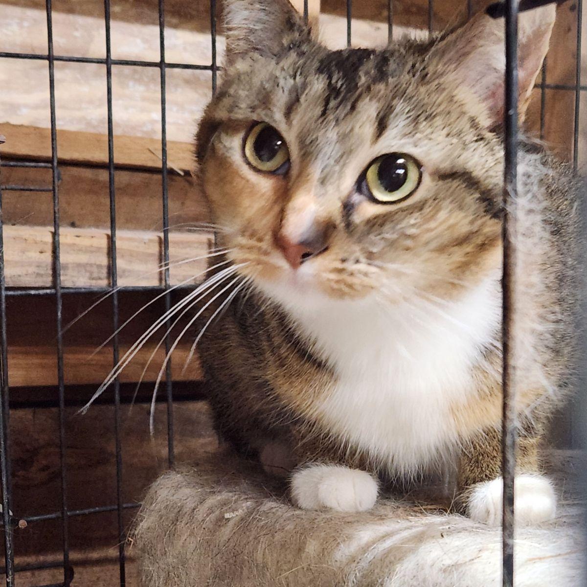 Princess- Special Needs, located in Spruce Pine, NC photo 1