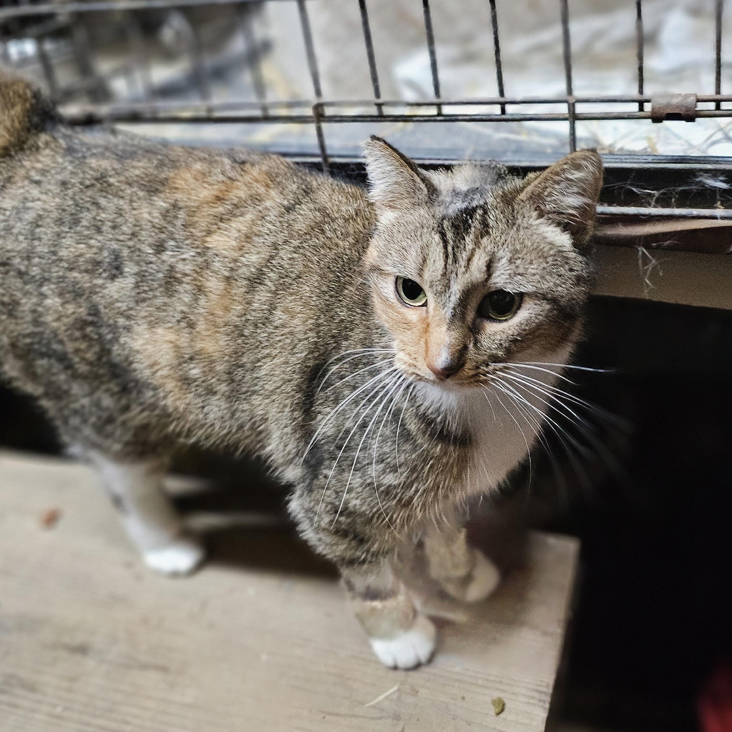 Princess- Special Needs, located in Spruce Pine, NC photo 2