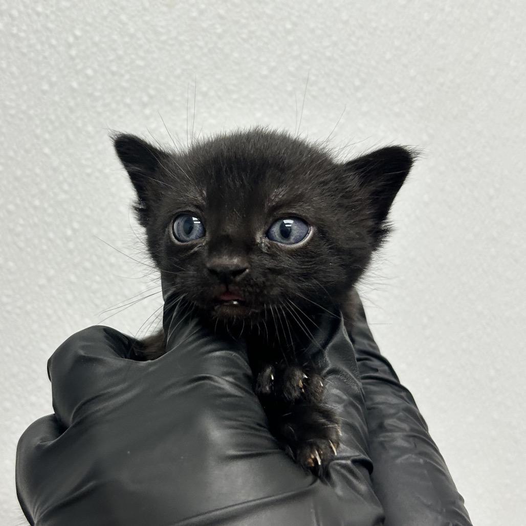 Jeffrey, Adoptable, Kitten Male Domestic Short Hair.