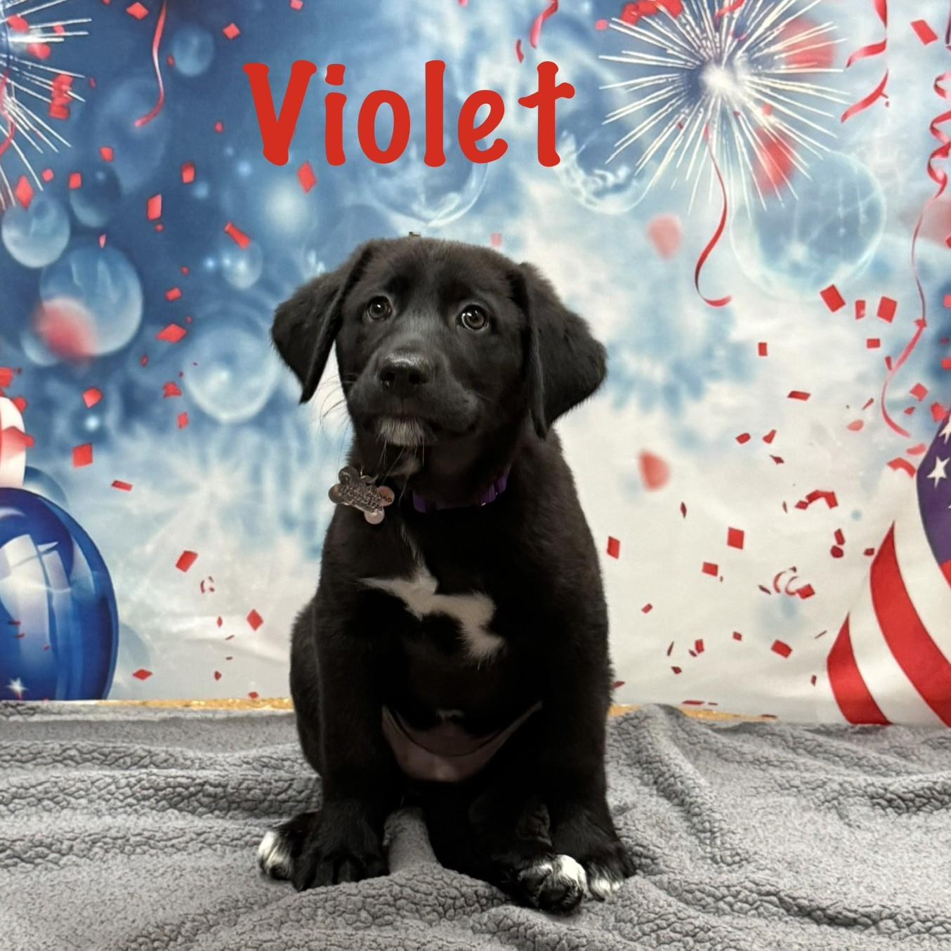 Enlarge Violet, an adopted mixed breed in Albany, NY image 5/6
