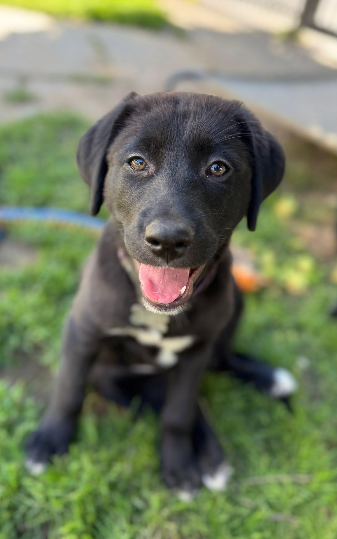 Enlarge Violet, an adopted mixed breed in Albany, NY image 2/6